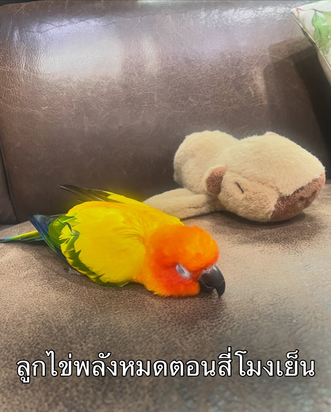 พีค - ภัทรศยา เครือสุวรรณศิริ