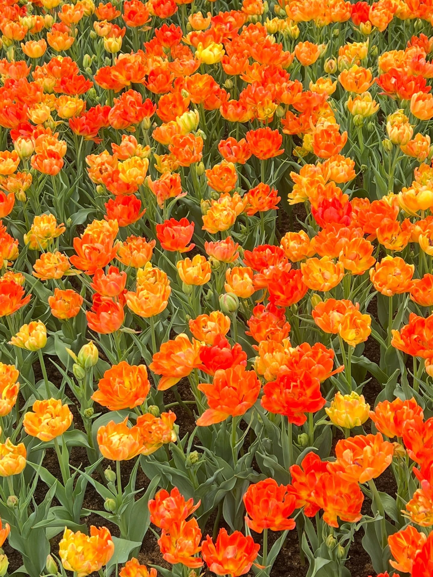 พีค - ภัทรศยา เครือสุวรรณศิริ