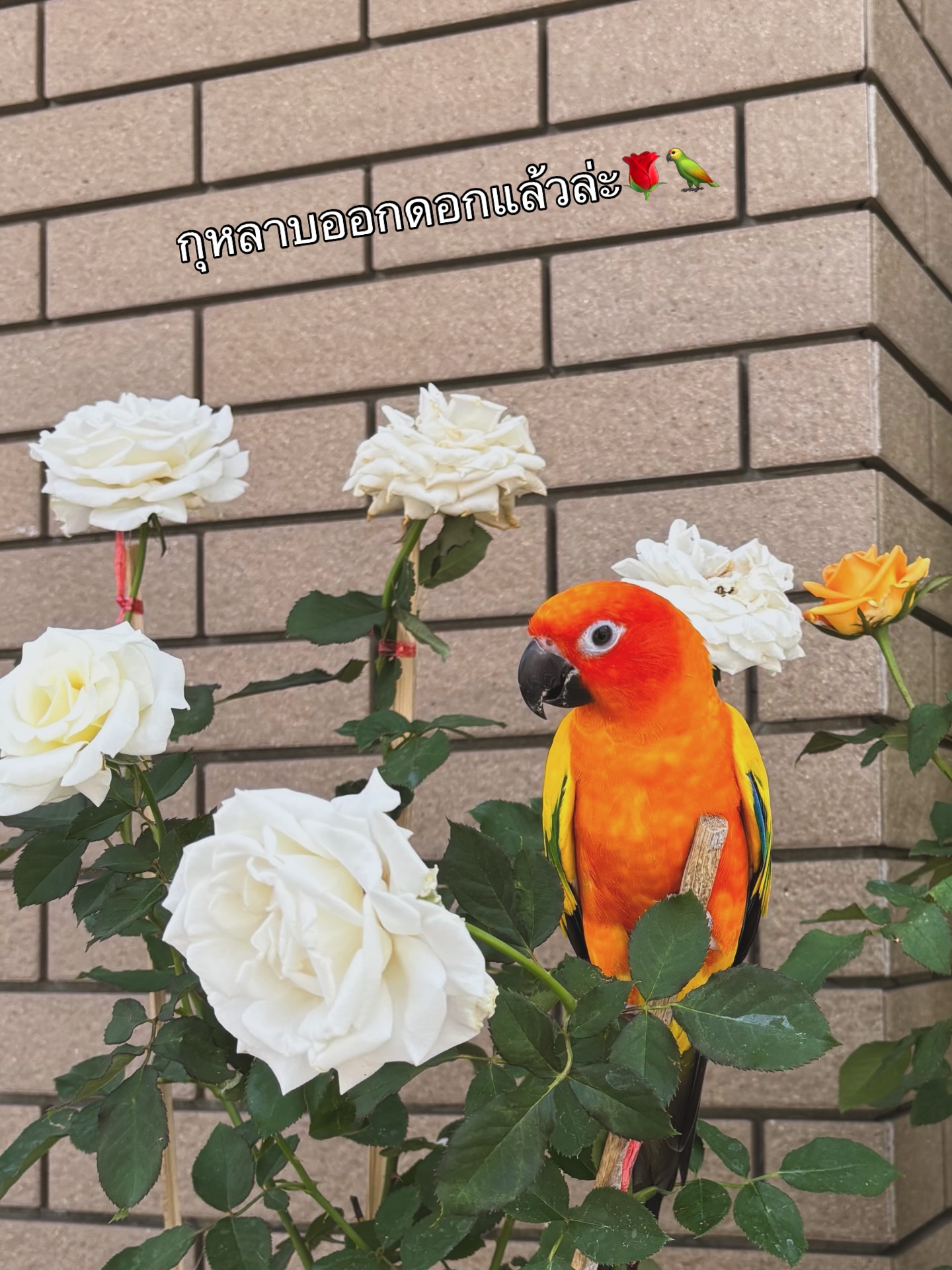 พีค - ภัทรศยา เครือสุวรรณศิริ