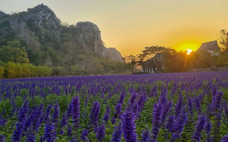 โบวี่ - อัฐมา ชีวนิชพันธ์