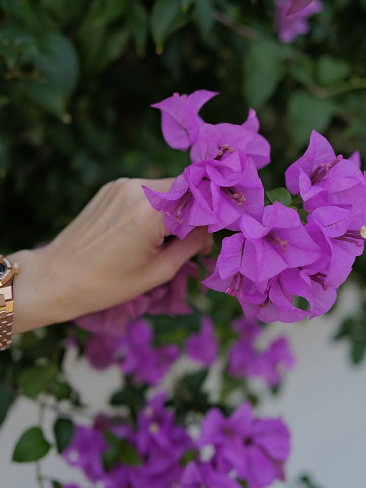 นัท - มีเรีย เบนเนเดดตี้