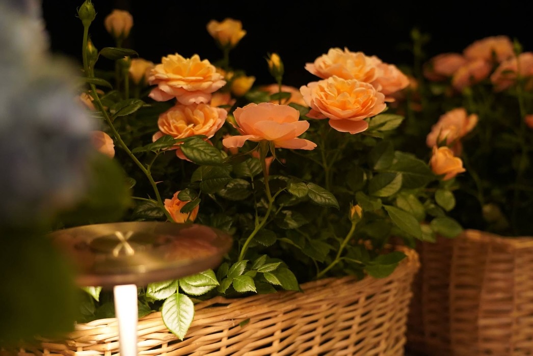 นัท - มีเรีย เบนเนเดดตี้