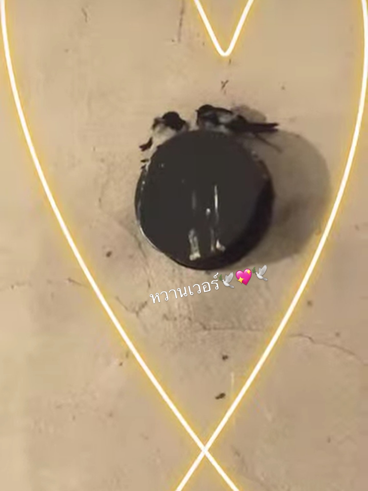 นัท - มีเรีย เบนเนเดดตี้