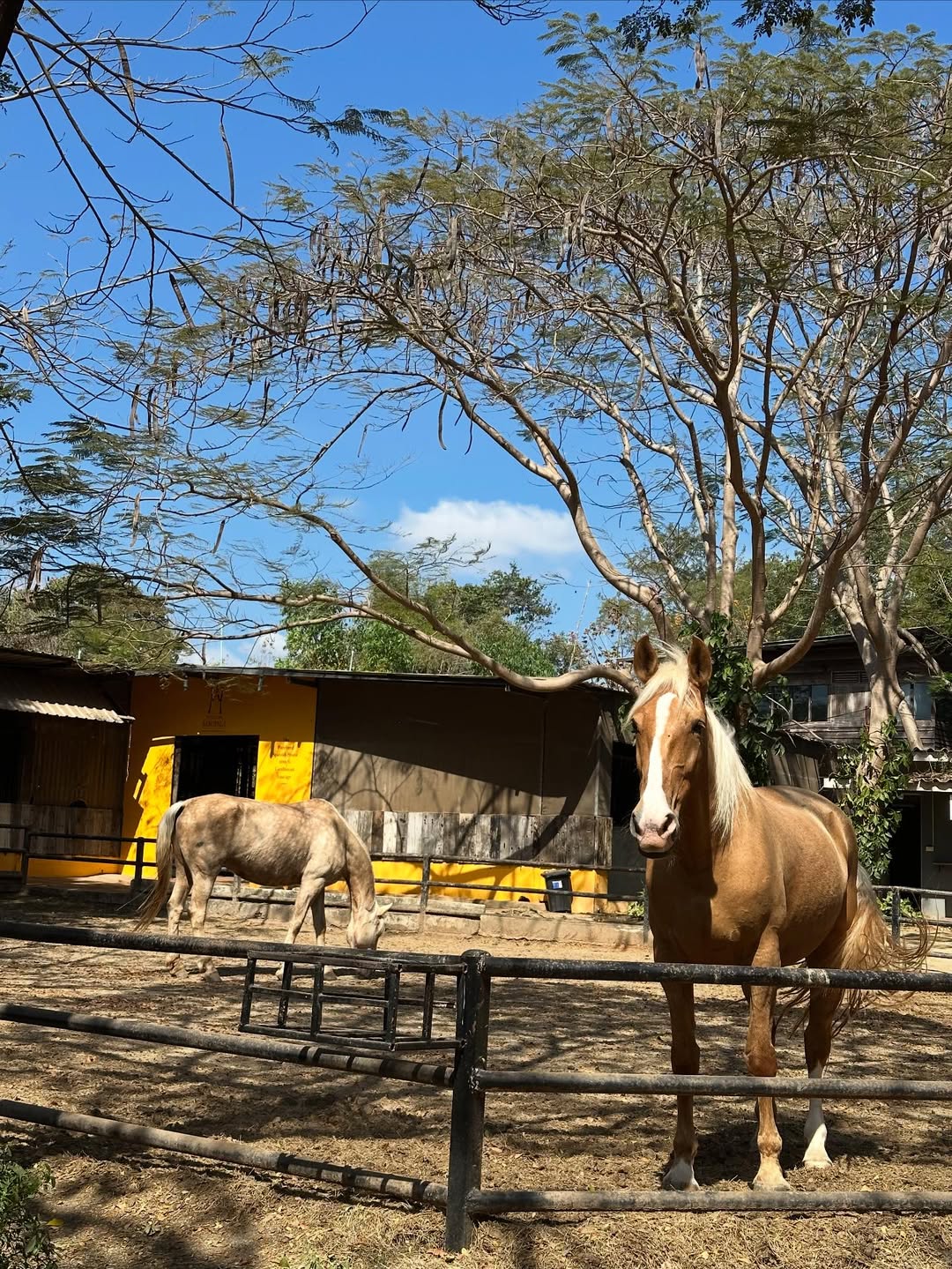 มิว - นิษฐา จิรยั่งยืน