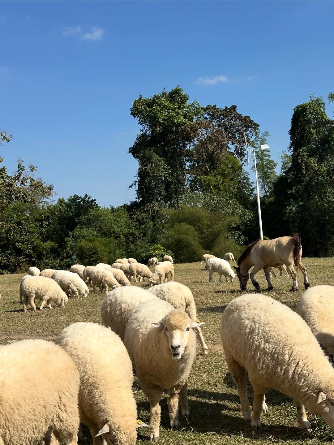 มิว - นิษฐา จิรยั่งยืน