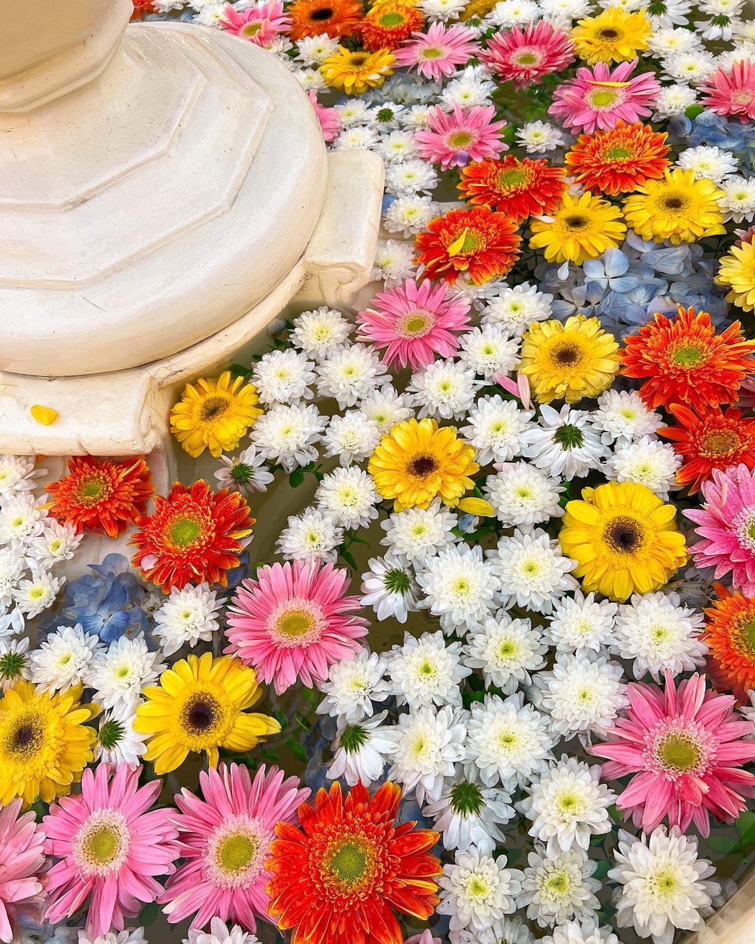 นิว - ชัญญาภัค นุ่มประสพ