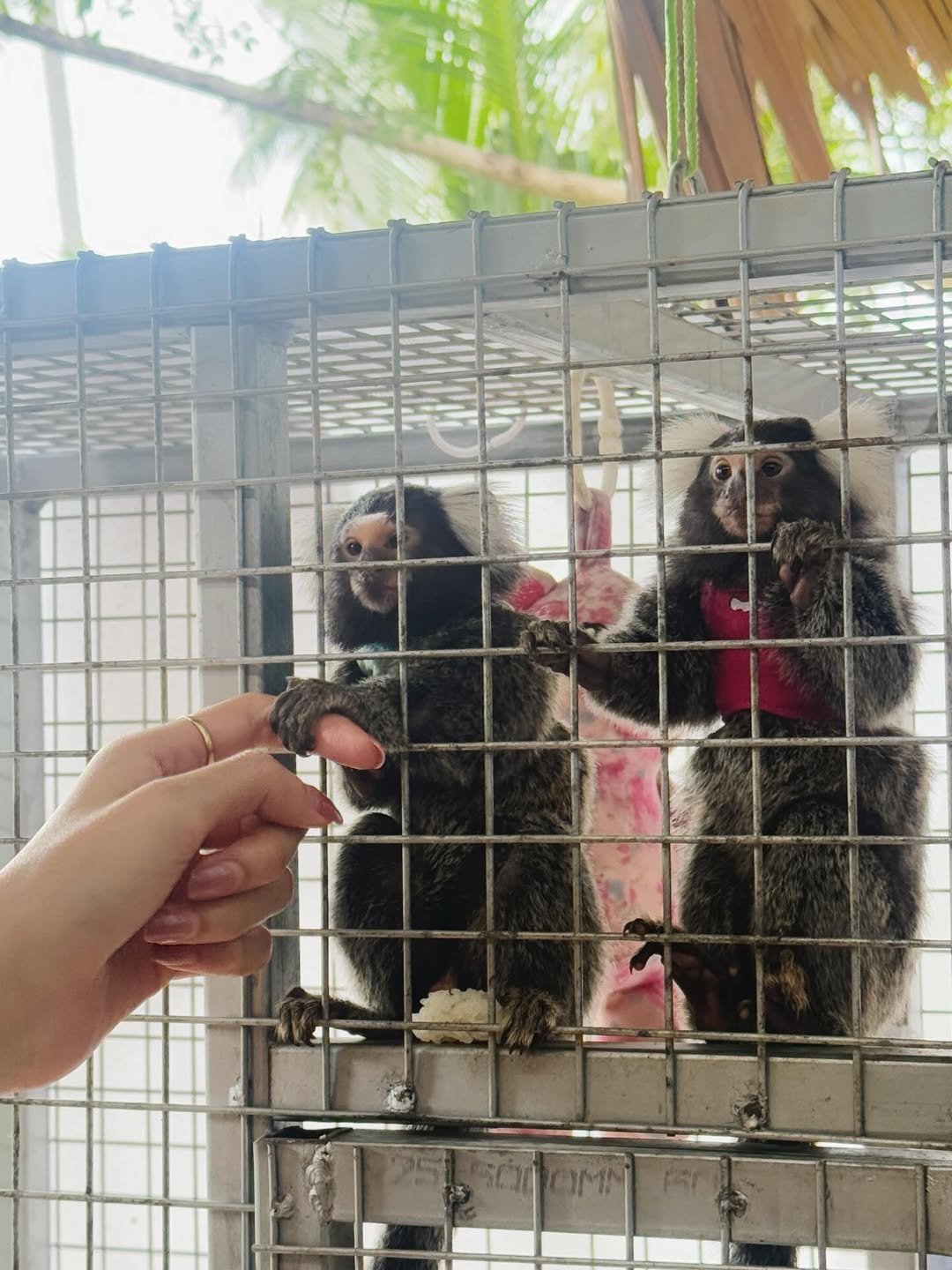 พีพี - ปุญญ์ปรีดี คุ้มพร้อม รอดสวาสดิ์