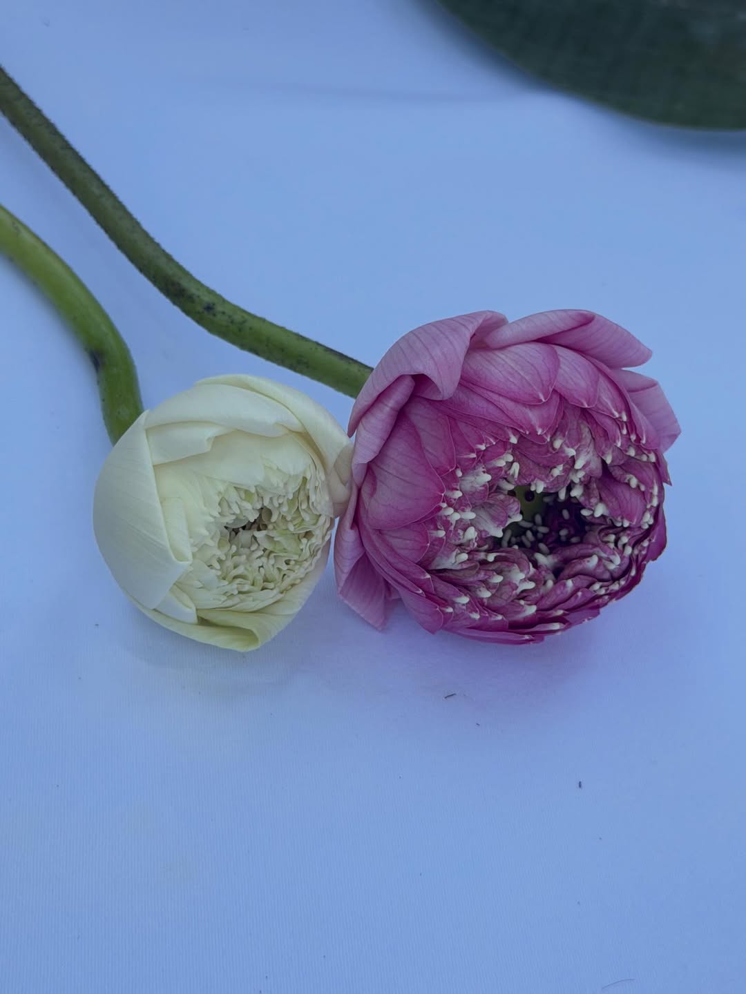 เอ๋ - พรทิพย์ สกิดใจ