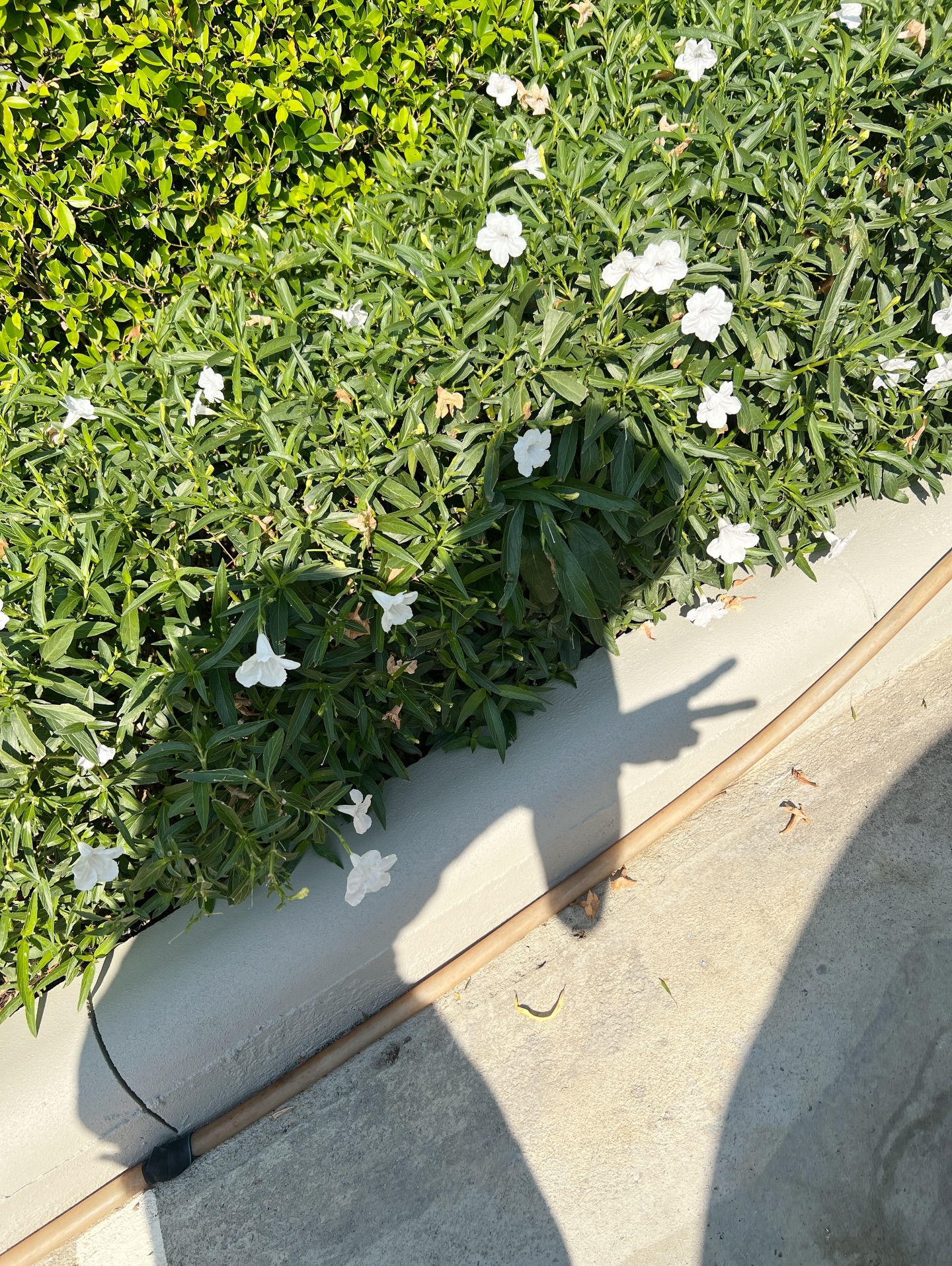 เลออน เซ็ค