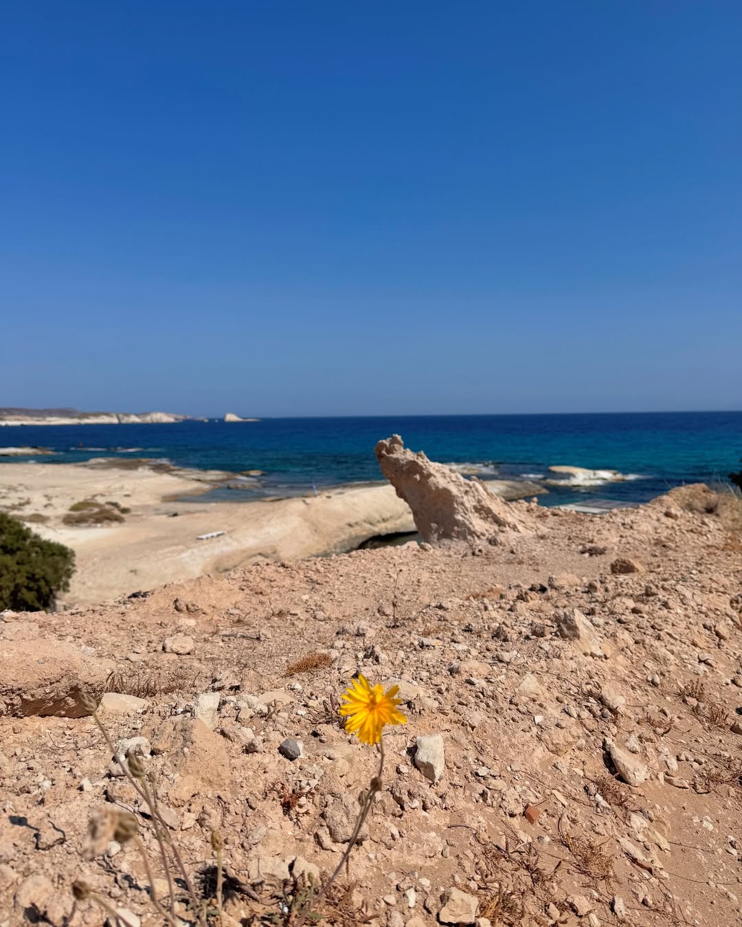 คิมมี่ - คิมเบอร์ลี่ แอน โวลเทมัส