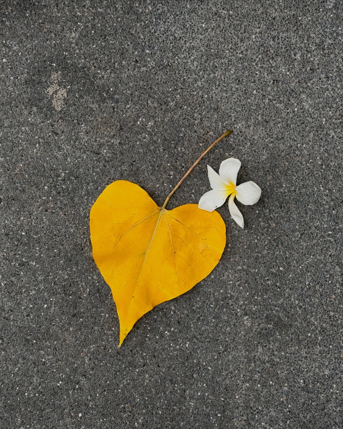 คิมมี่ - คิมเบอร์ลี่ แอน โวลเทมัส