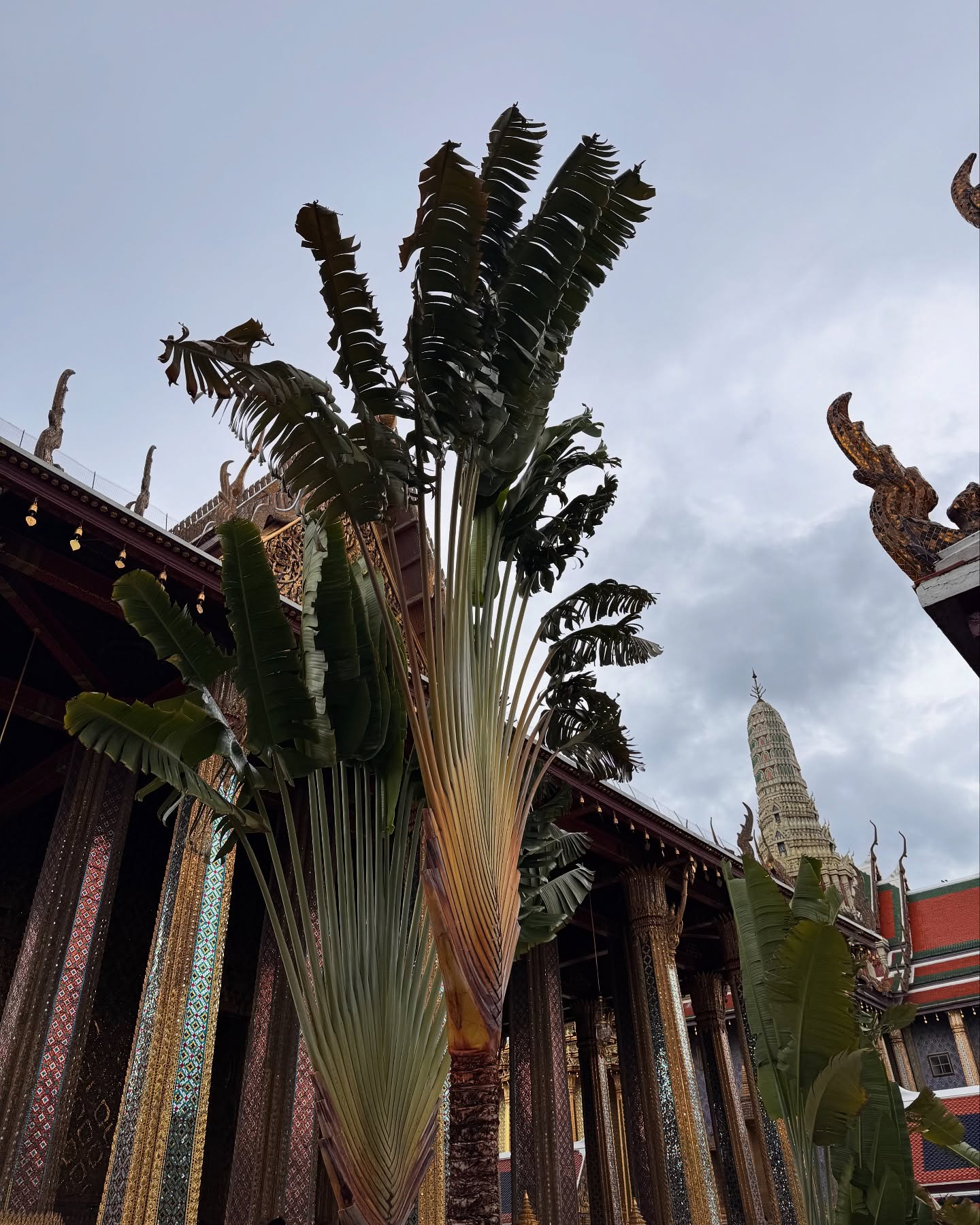 คิมมี่ - คิมเบอร์ลี่ แอน โวลเทมัส