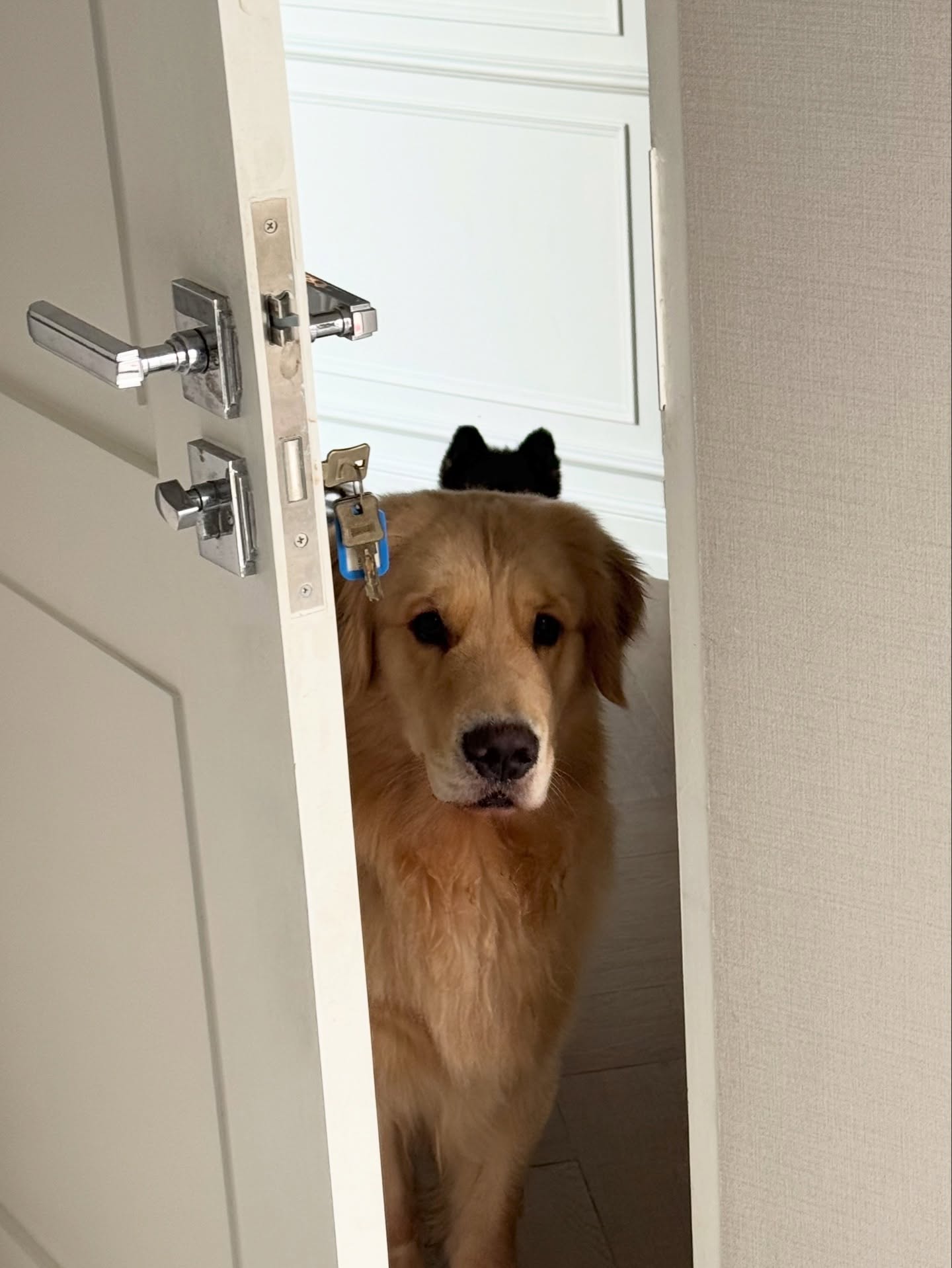 คิมมี่ - คิมเบอร์ลี่ แอน โวลเทมัส