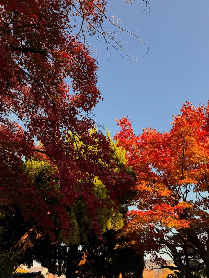 คิมมี่ - คิมเบอร์ลี่ แอน โวลเทมัส