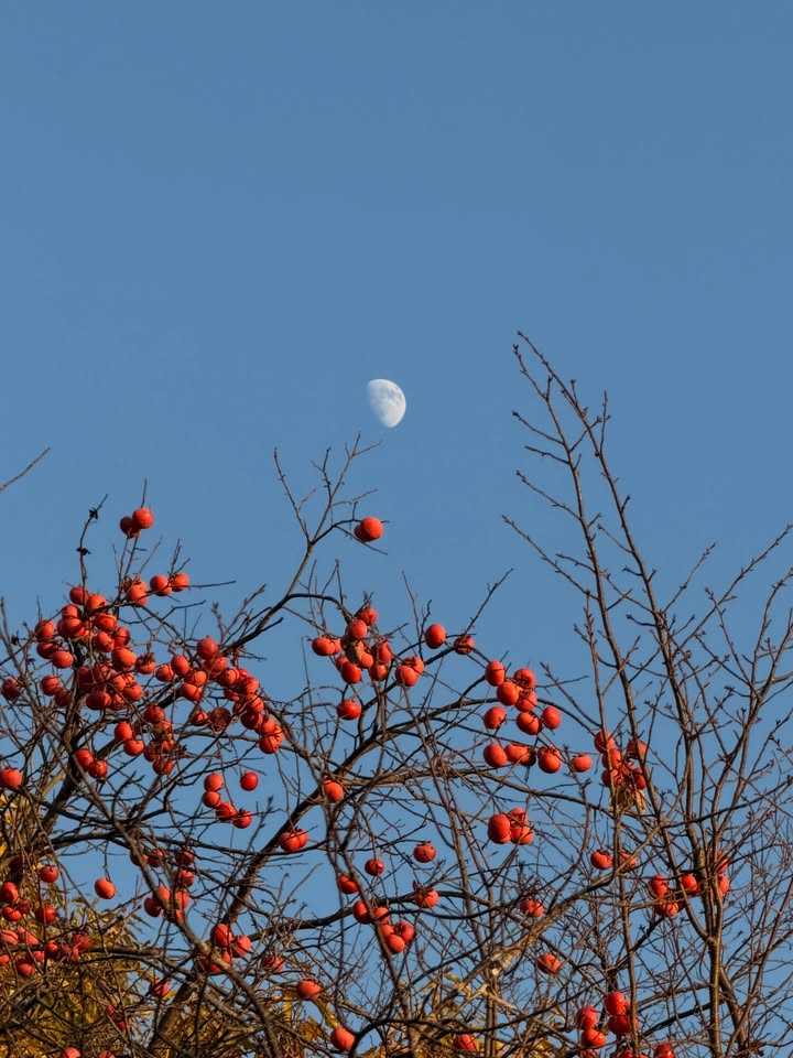 คิมมี่ - คิมเบอร์ลี่ แอน โวลเทมัส