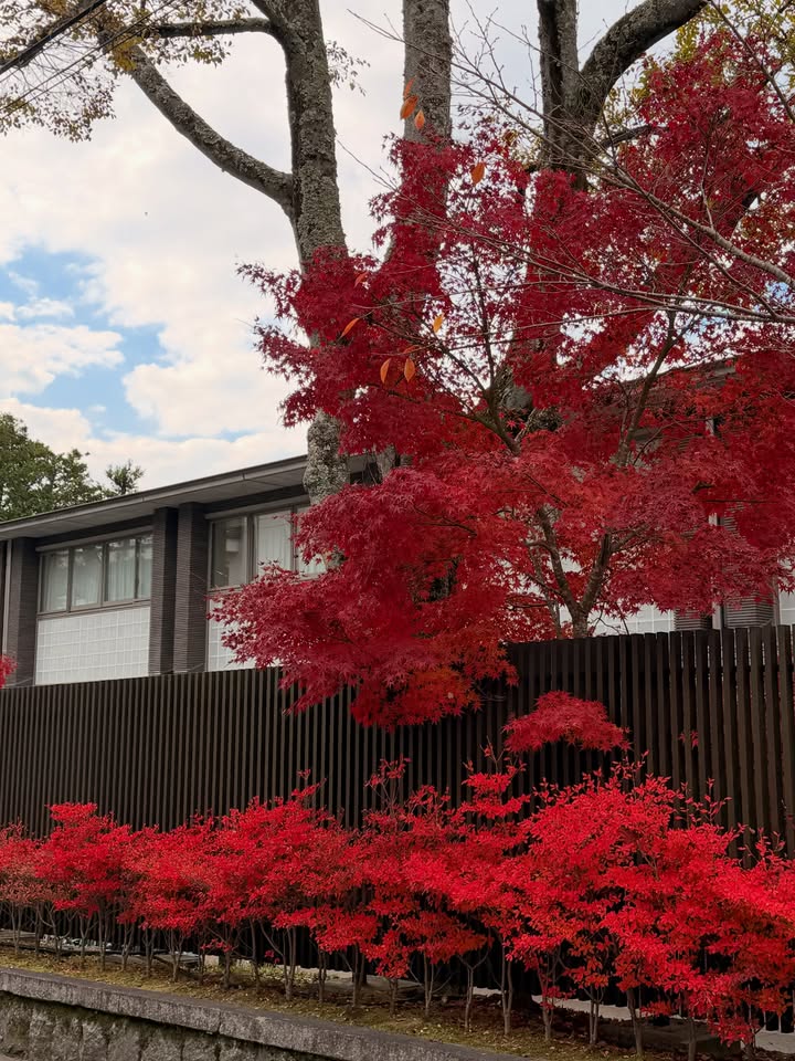 คิมมี่ - คิมเบอร์ลี่ แอน โวลเทมัส