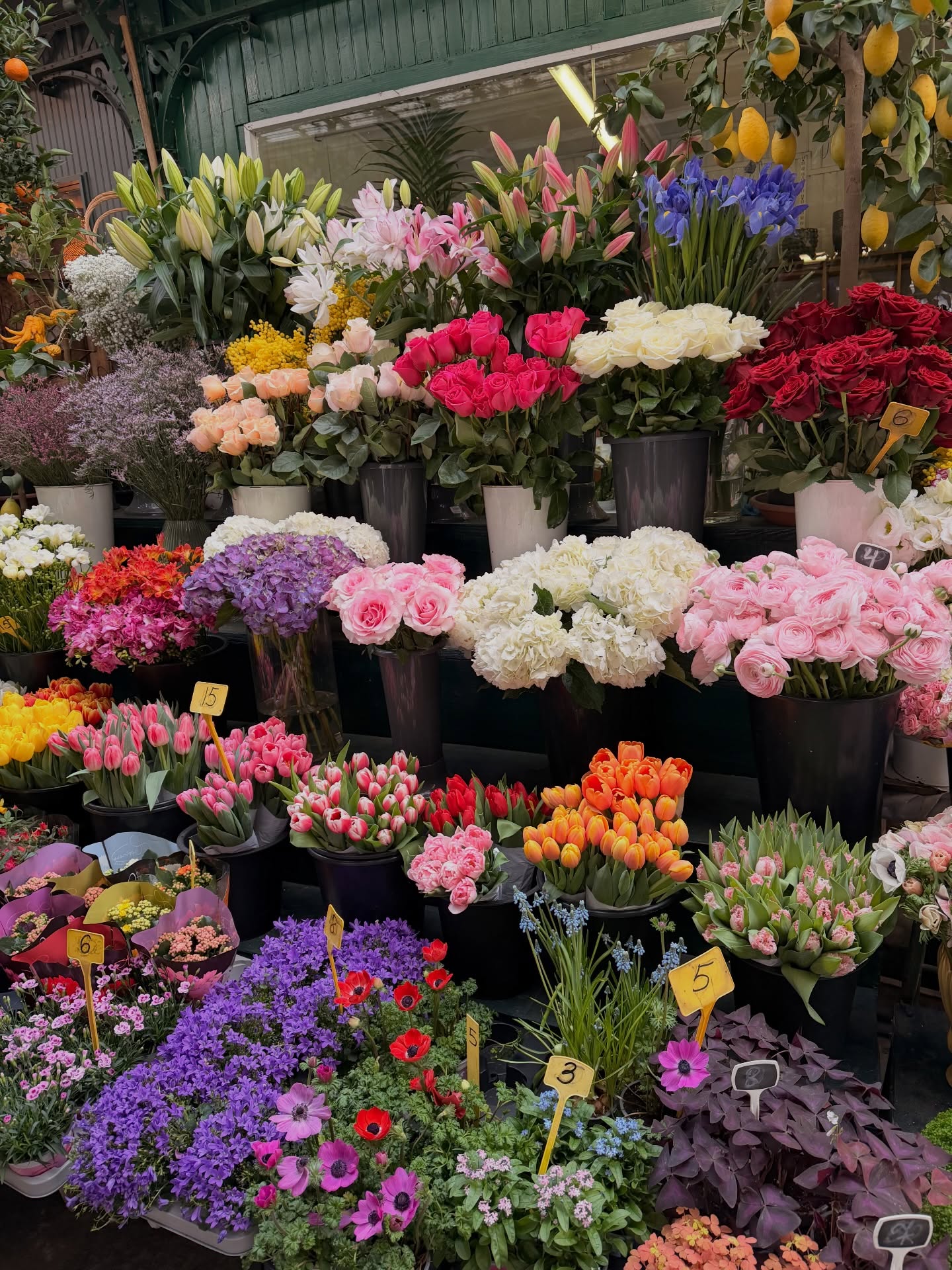 คิมมี่ - คิมเบอร์ลี่ แอน โวลเทมัส