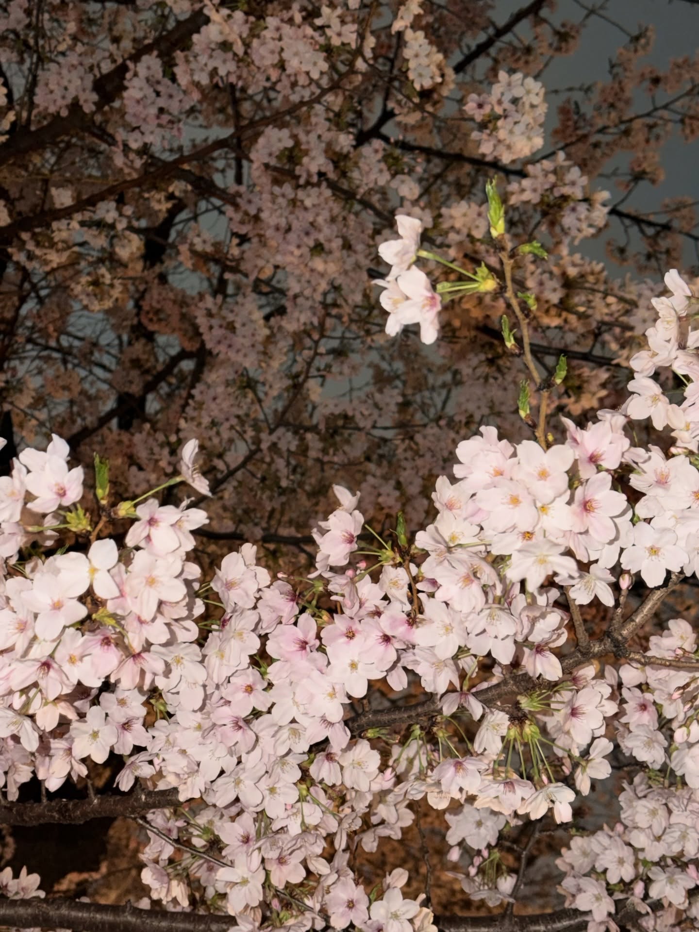 คิมมี่ - คิมเบอร์ลี่ แอน โวลเทมัส