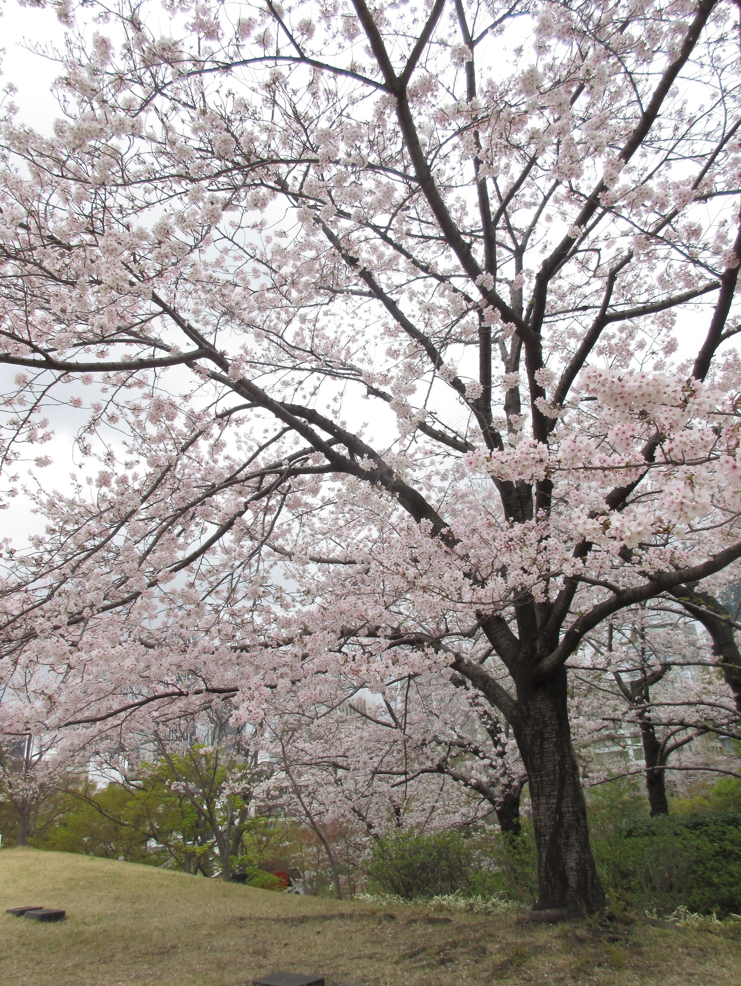 คิมมี่ - คิมเบอร์ลี่ แอน โวลเทมัส