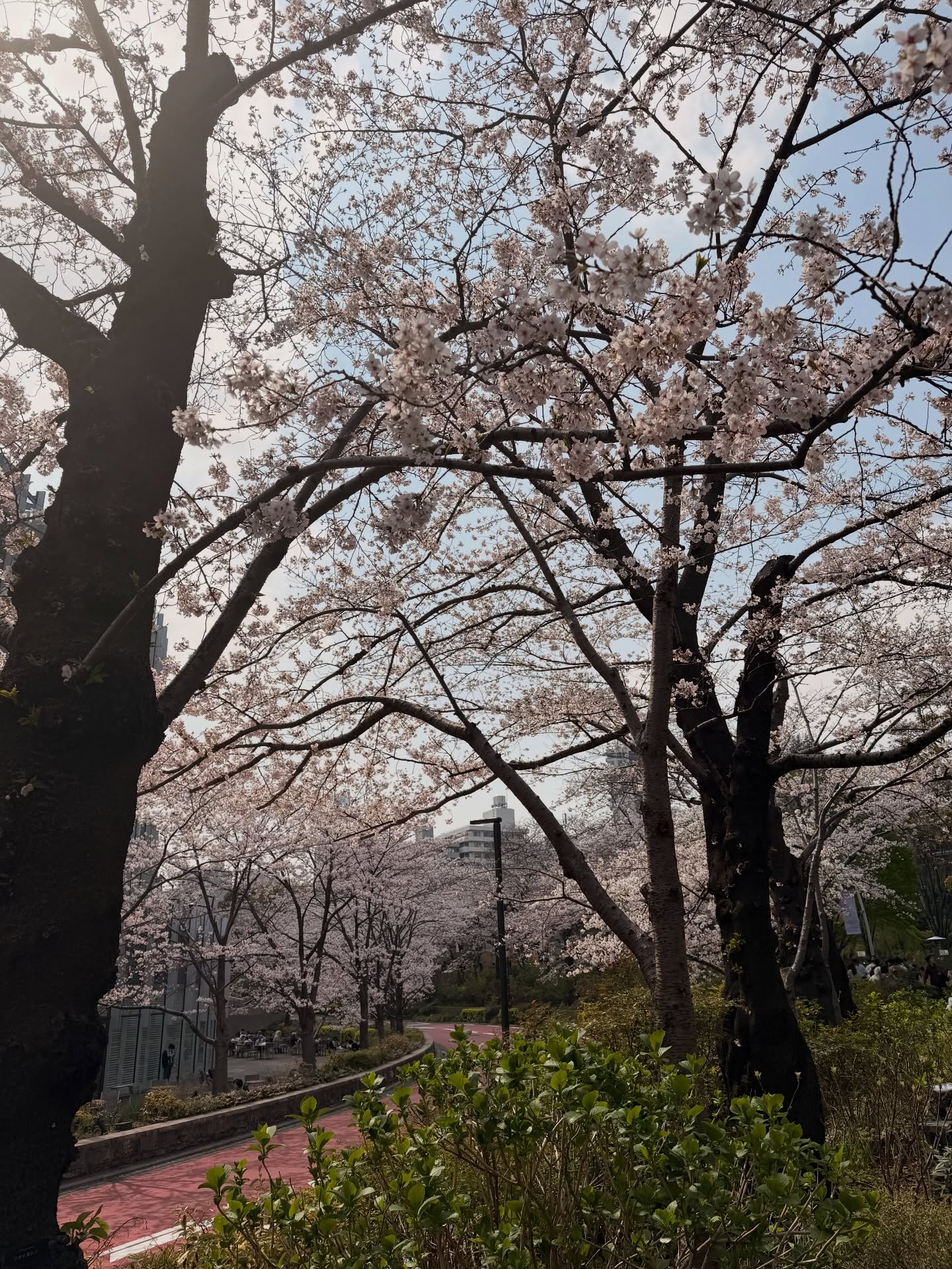 คิมมี่ - คิมเบอร์ลี่ แอน โวลเทมัส