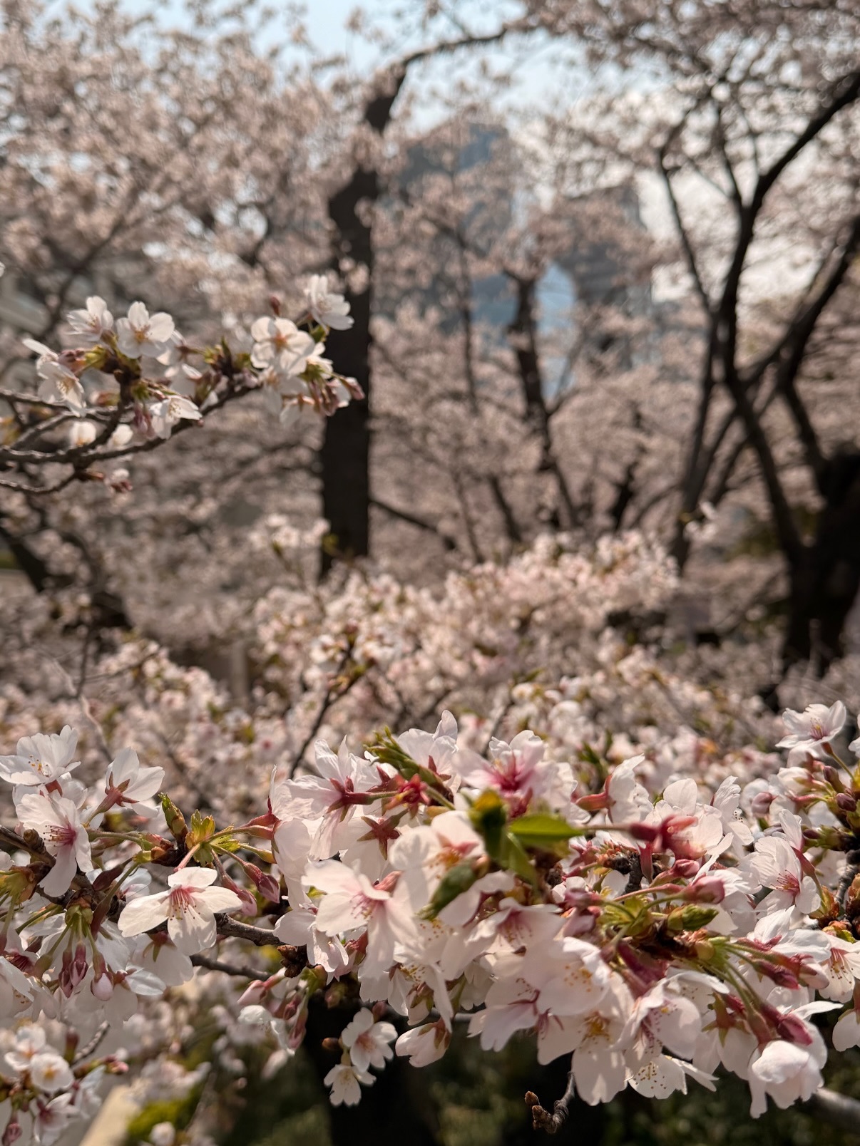 คิมมี่ - คิมเบอร์ลี่ แอน โวลเทมัส