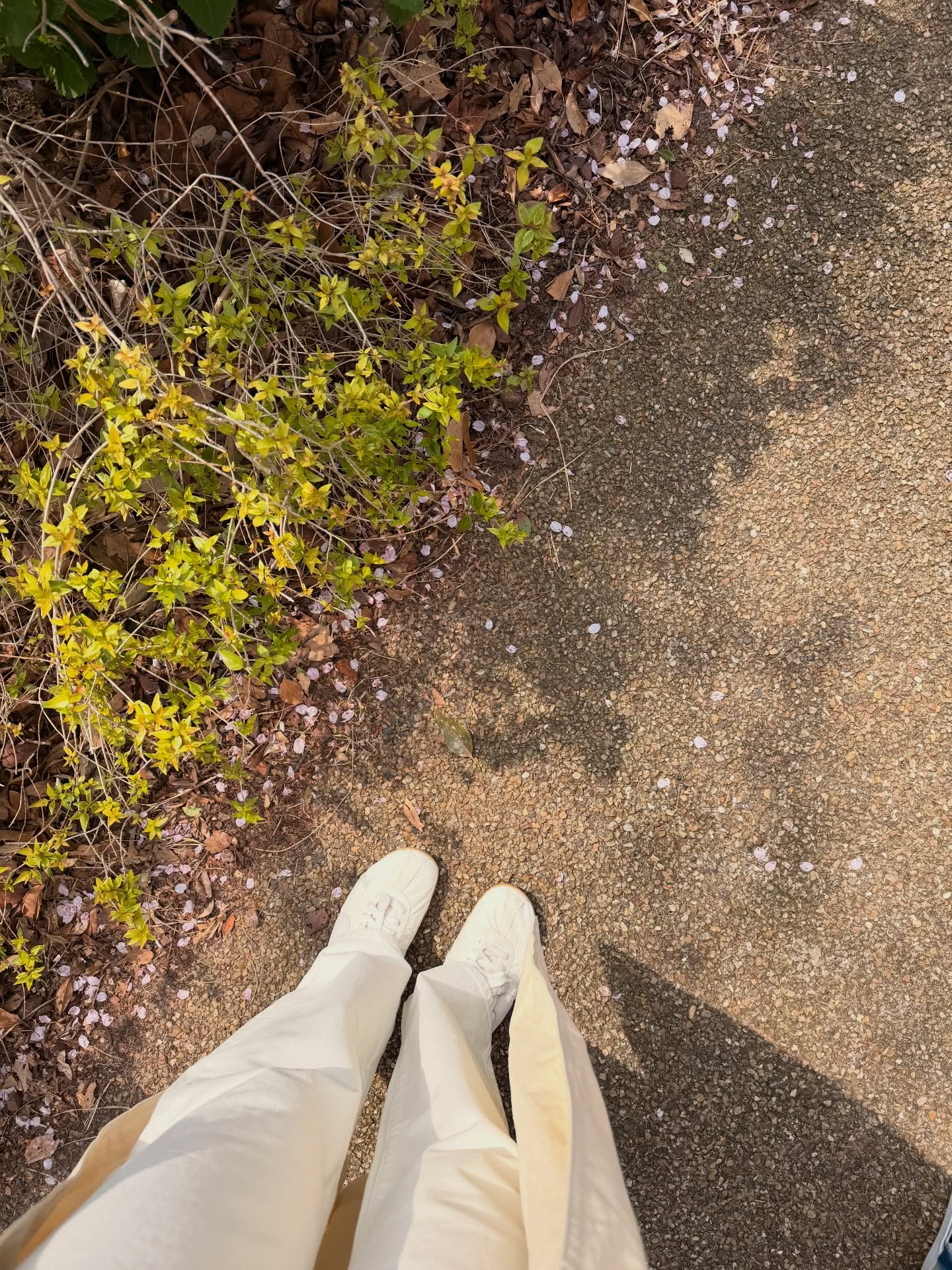 คิมมี่ - คิมเบอร์ลี่ แอน โวลเทมัส