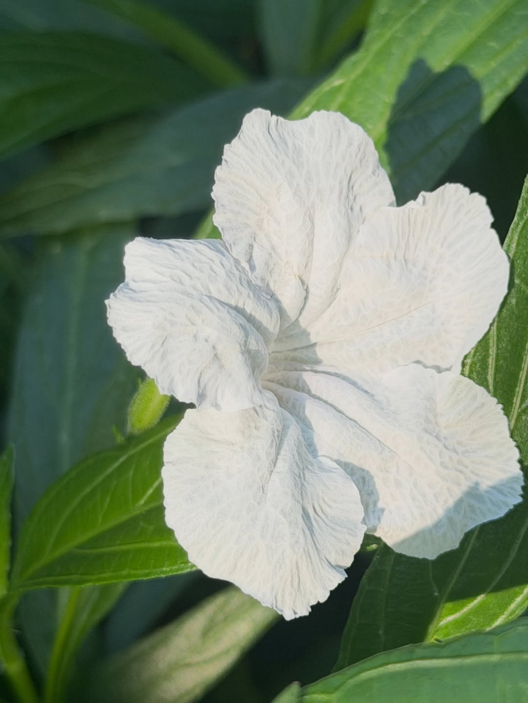 ก้อย - อรัชพร โภคินภากร