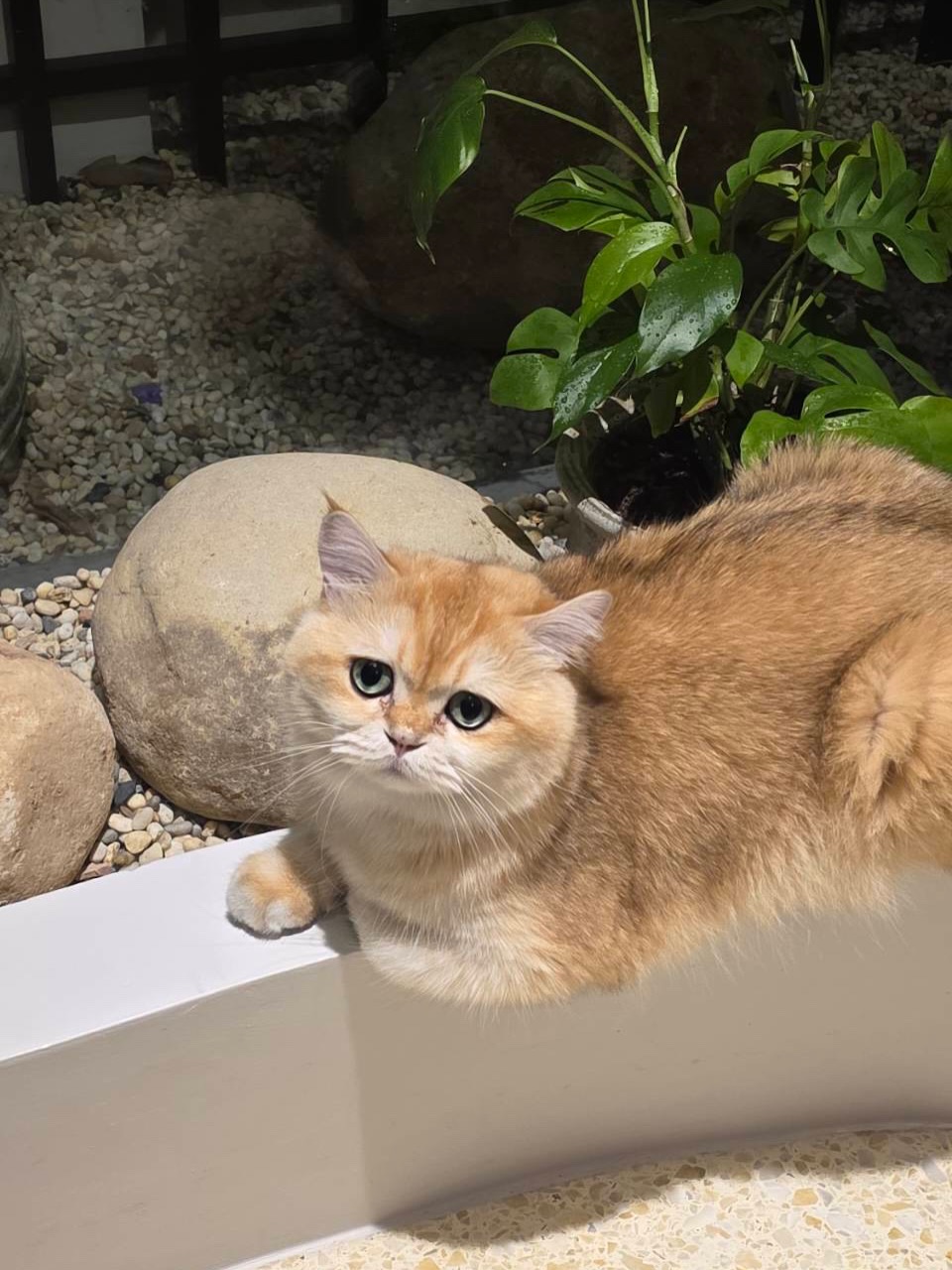 ก้อย - อรัชพร โภคินภากร