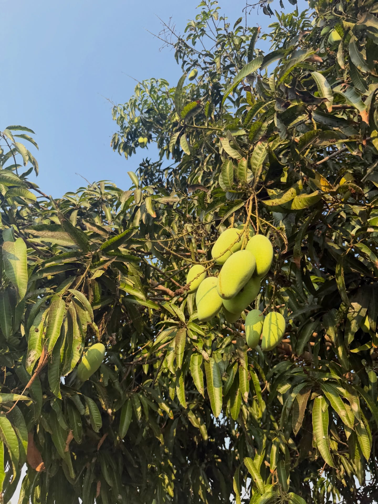 ก้อย - อรัชพร โภคินภากร