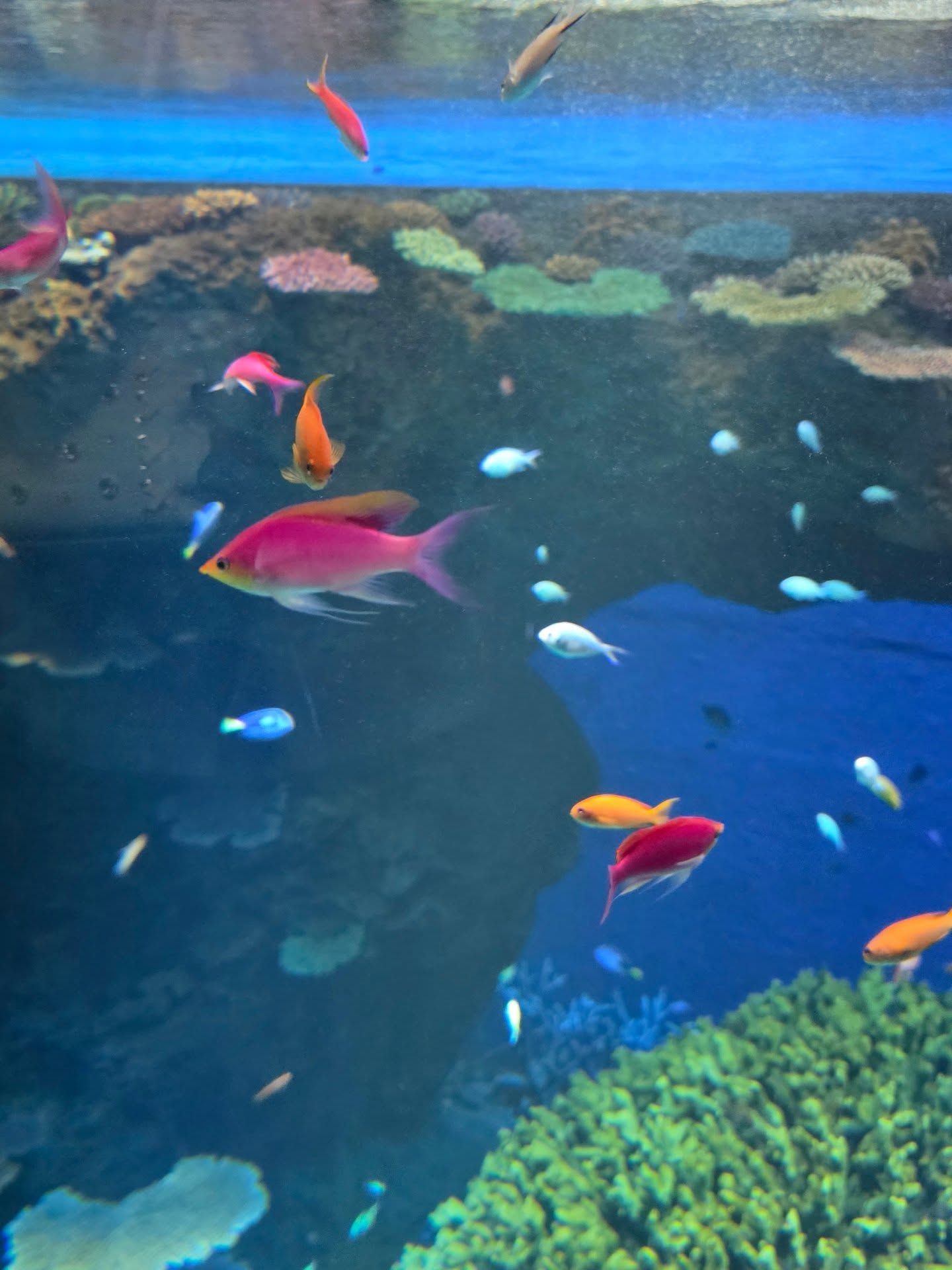 ก้อย - อรัชพร โภคินภากร