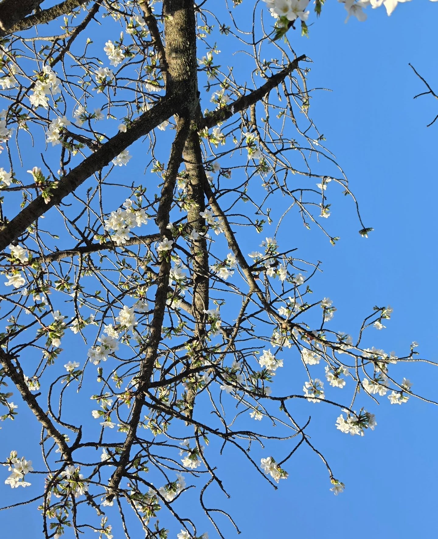 ก้อย - อรัชพร โภคินภากร