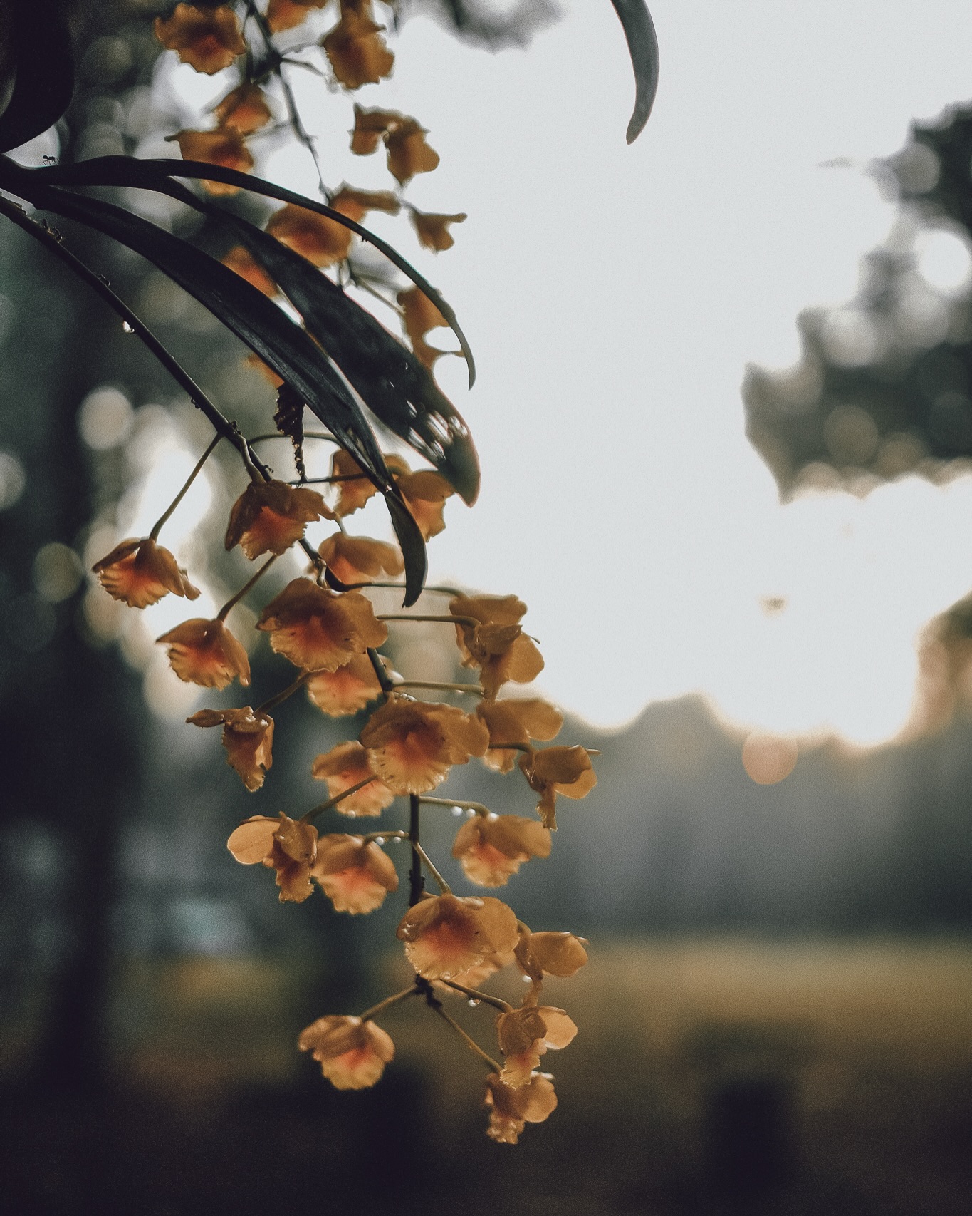 ก้อย - อรัชพร โภคินภากร