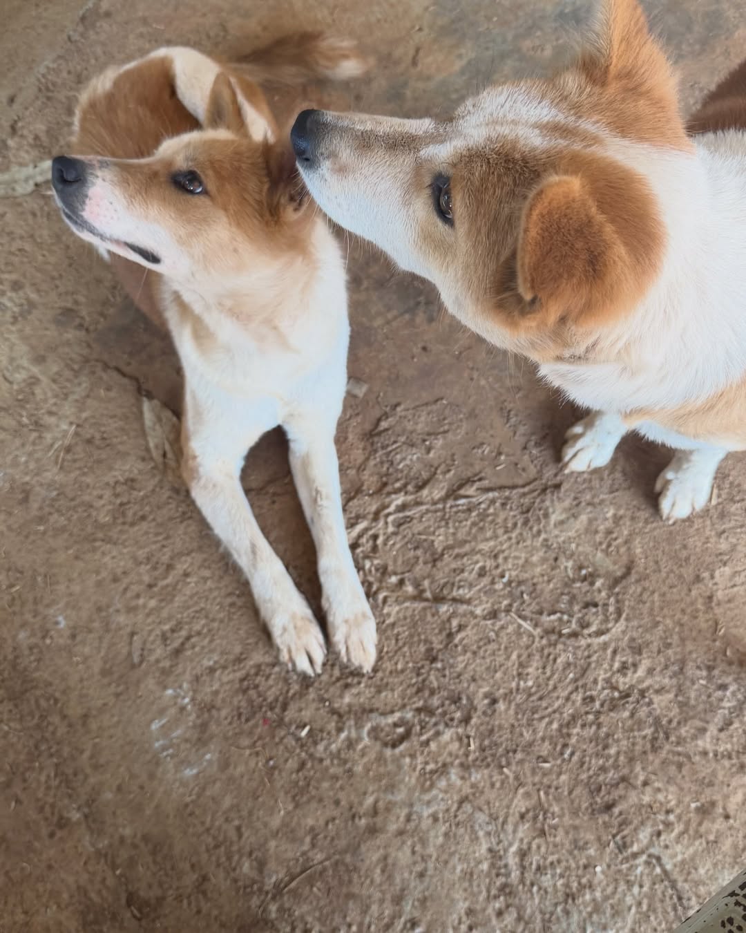 ก้อย - อรัชพร โภคินภากร