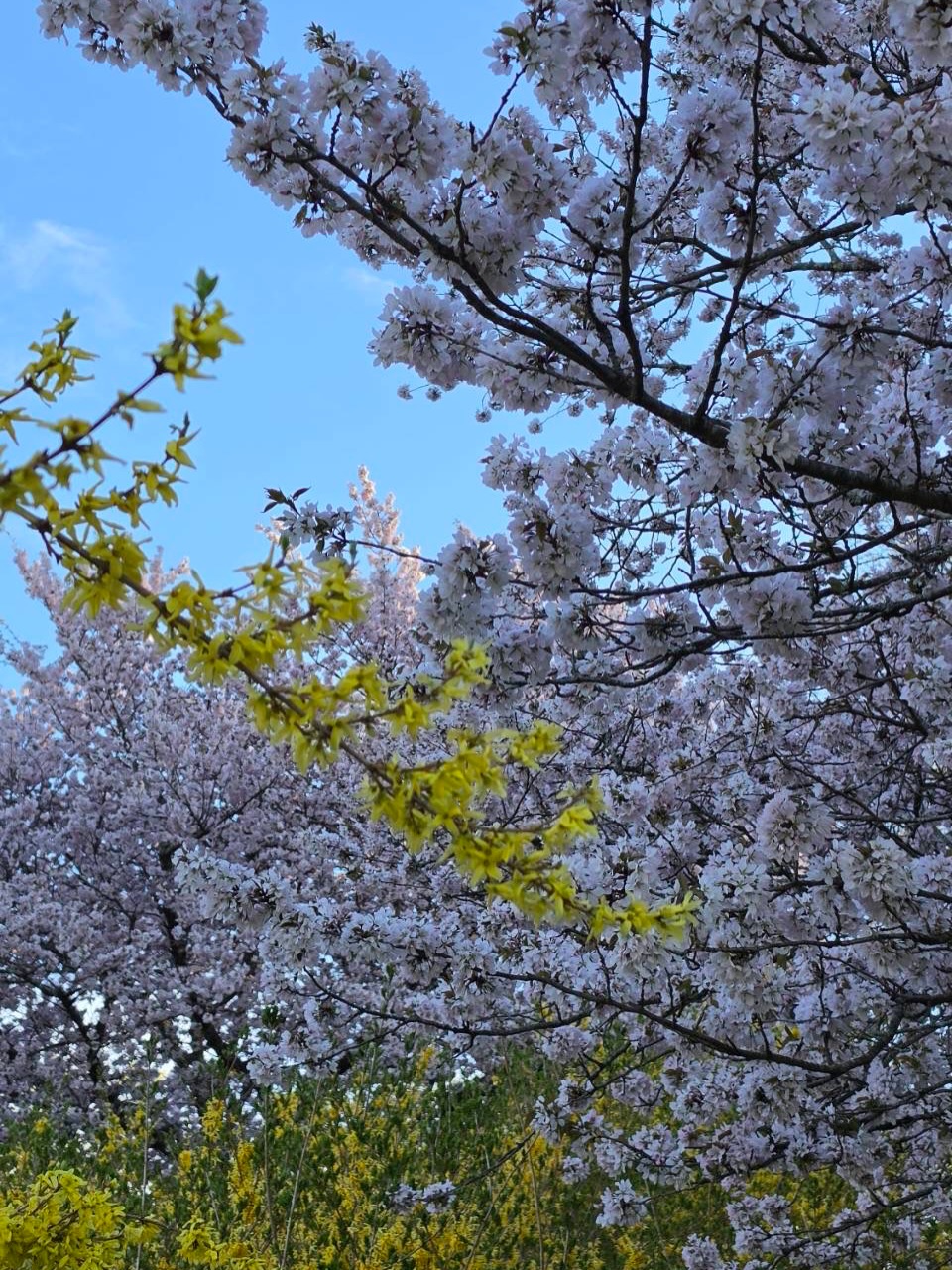 ก้อย - อรัชพร โภคินภากร