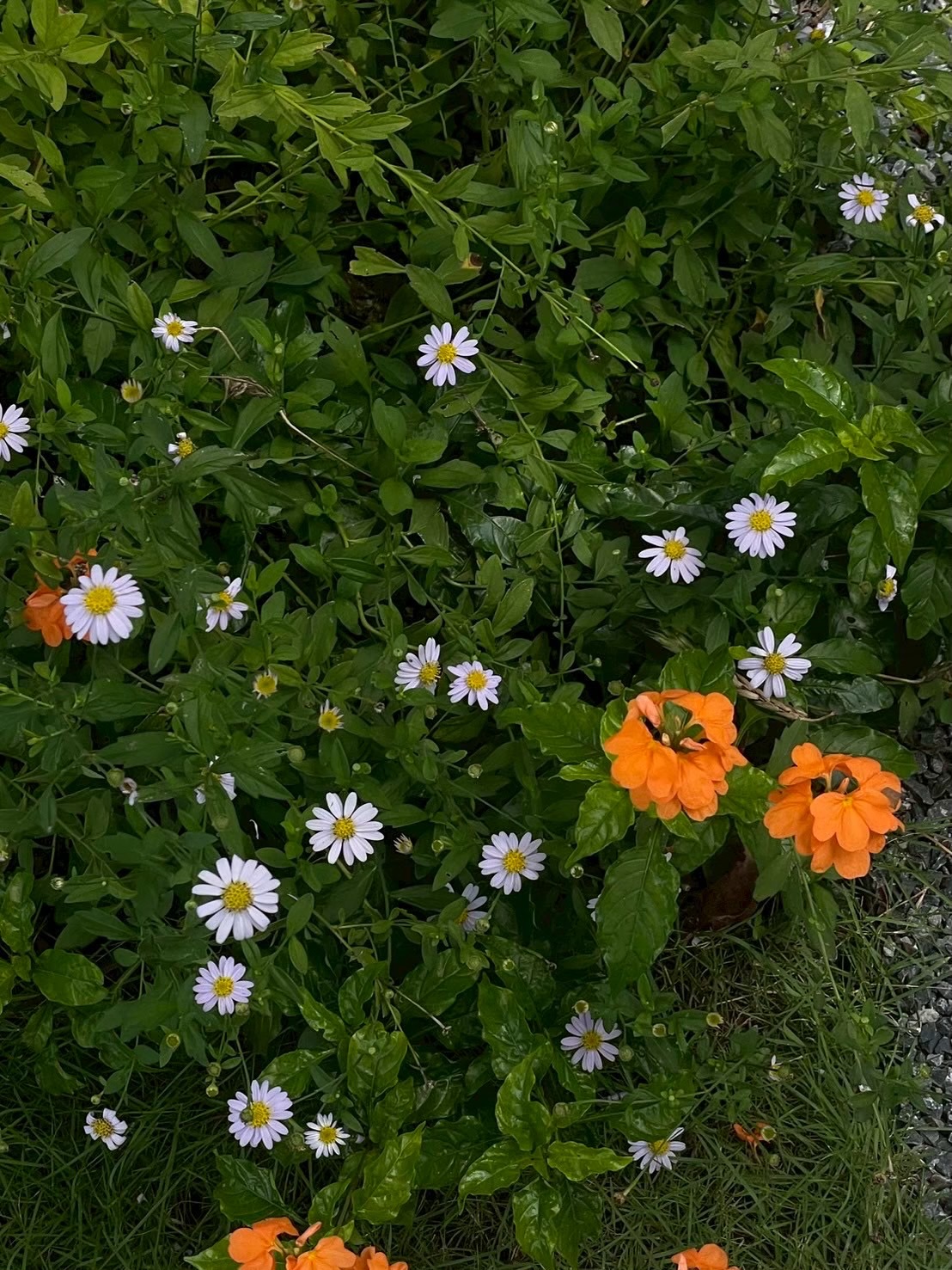 น้ำปิง - นภัสกร ปิงเมือง