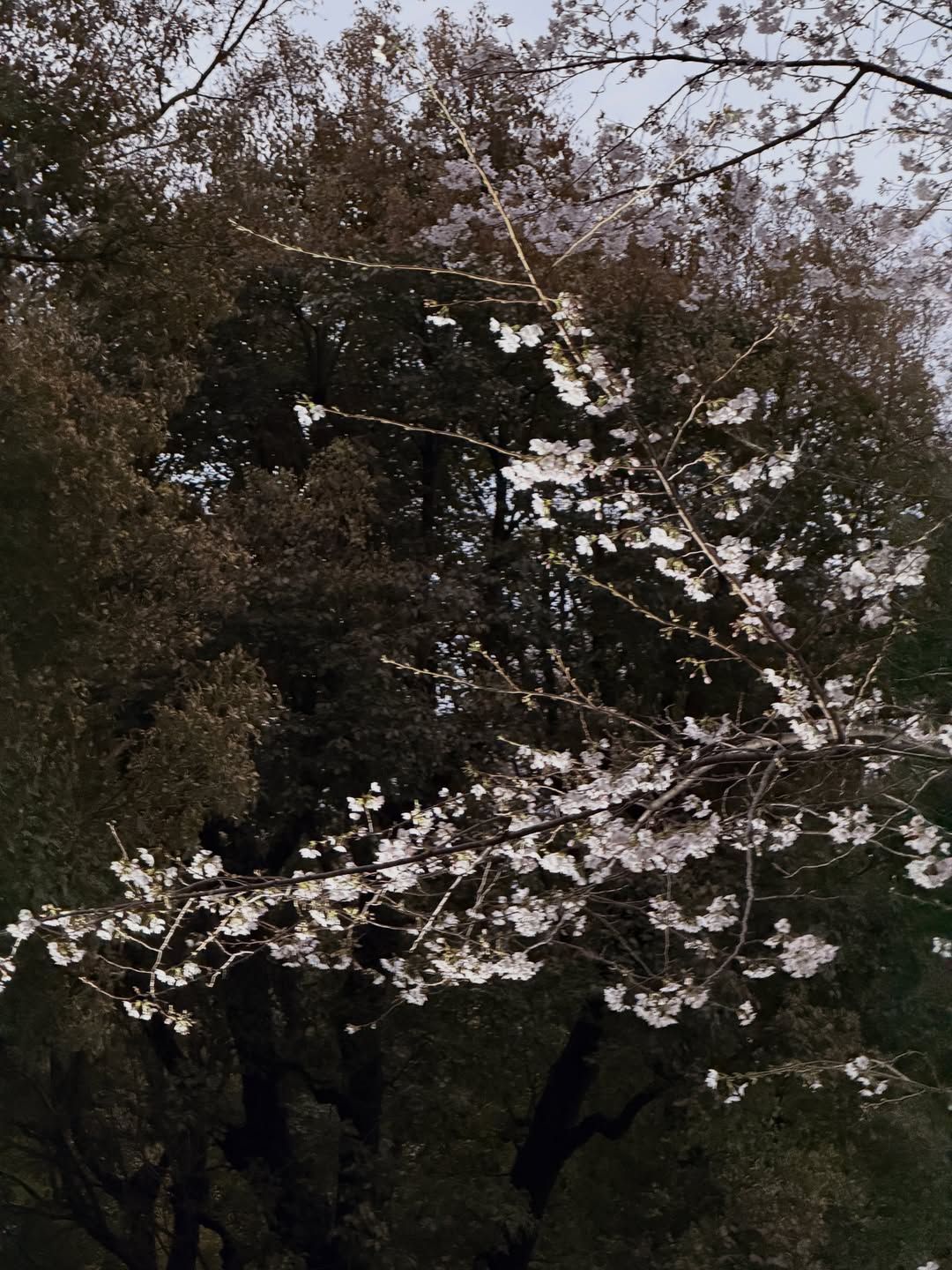 น้ำปิง - นภัสกร ปิงเมือง