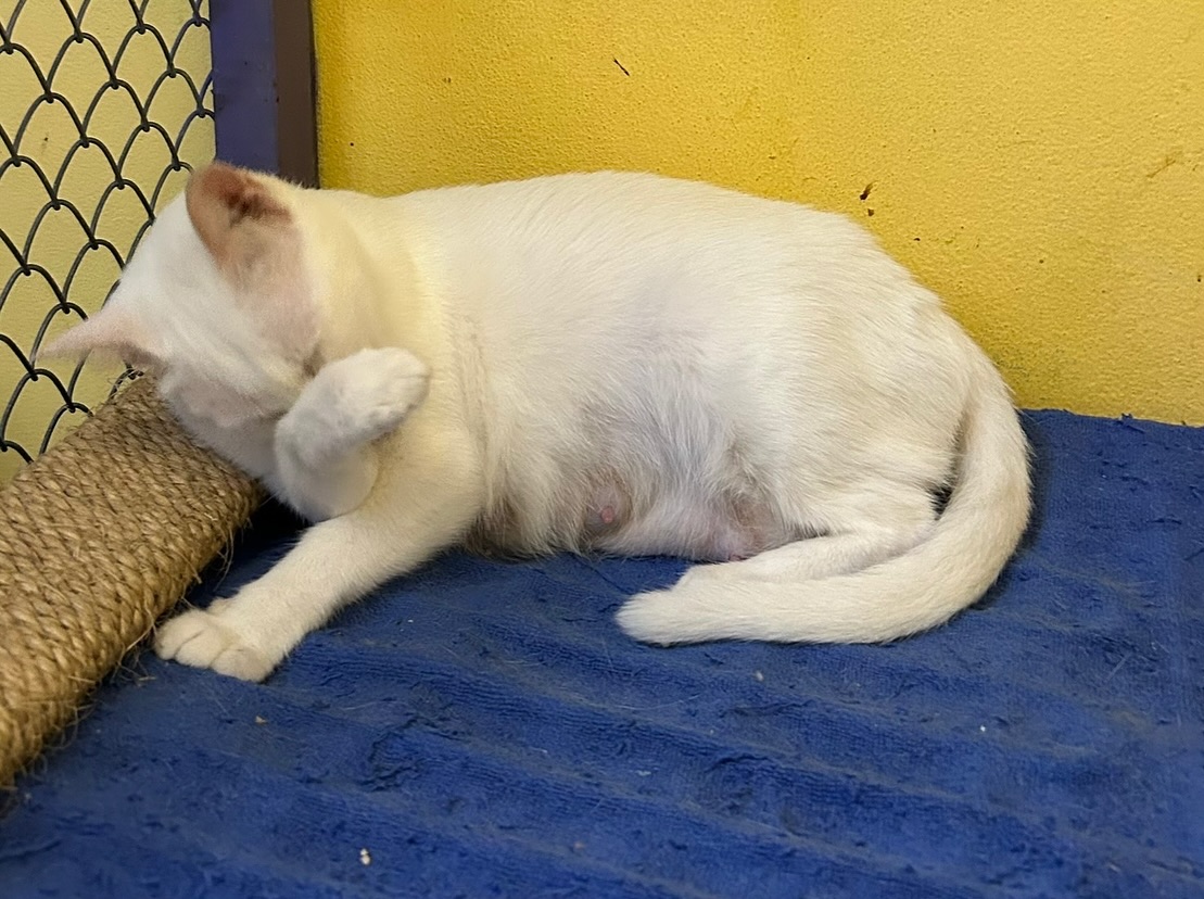 ซูซี่ - สุษิรา แอนจิลีน่า แน่นหนา