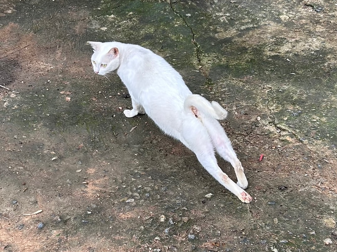 ซูซี่ - สุษิรา แอนจิลีน่า แน่นหนา