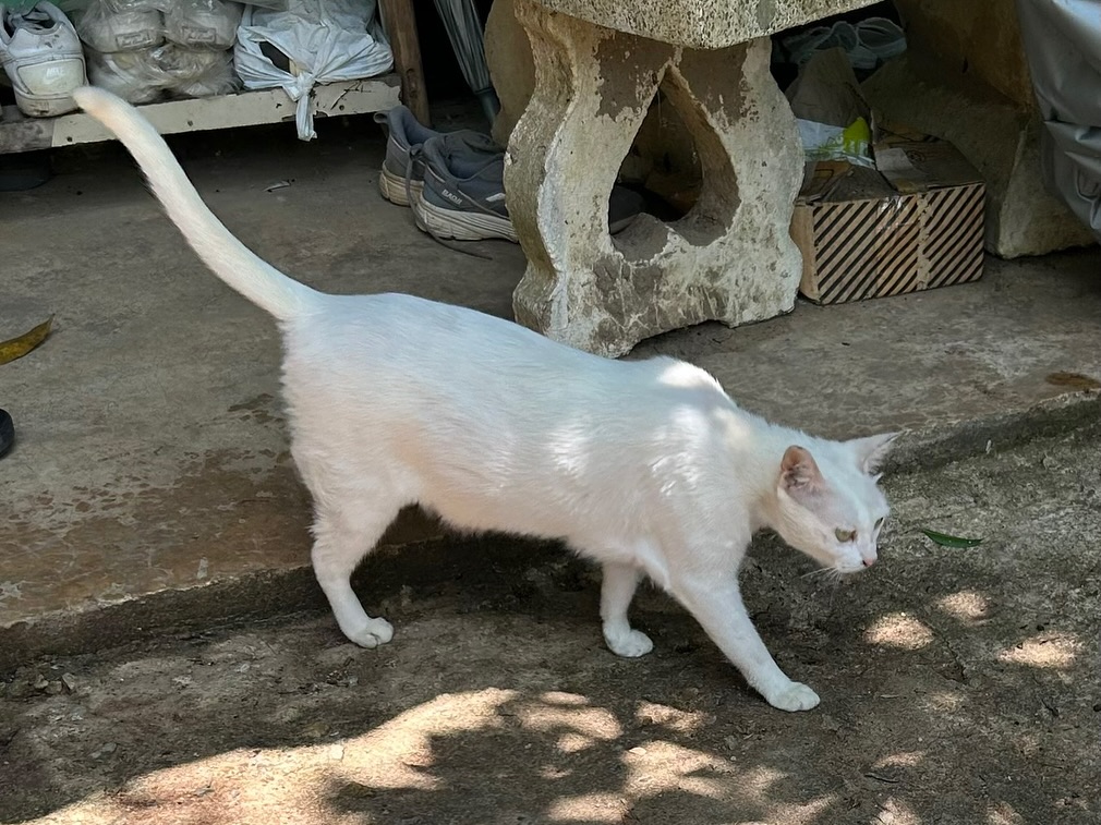 ซูซี่ - สุษิรา แอนจิลีน่า แน่นหนา