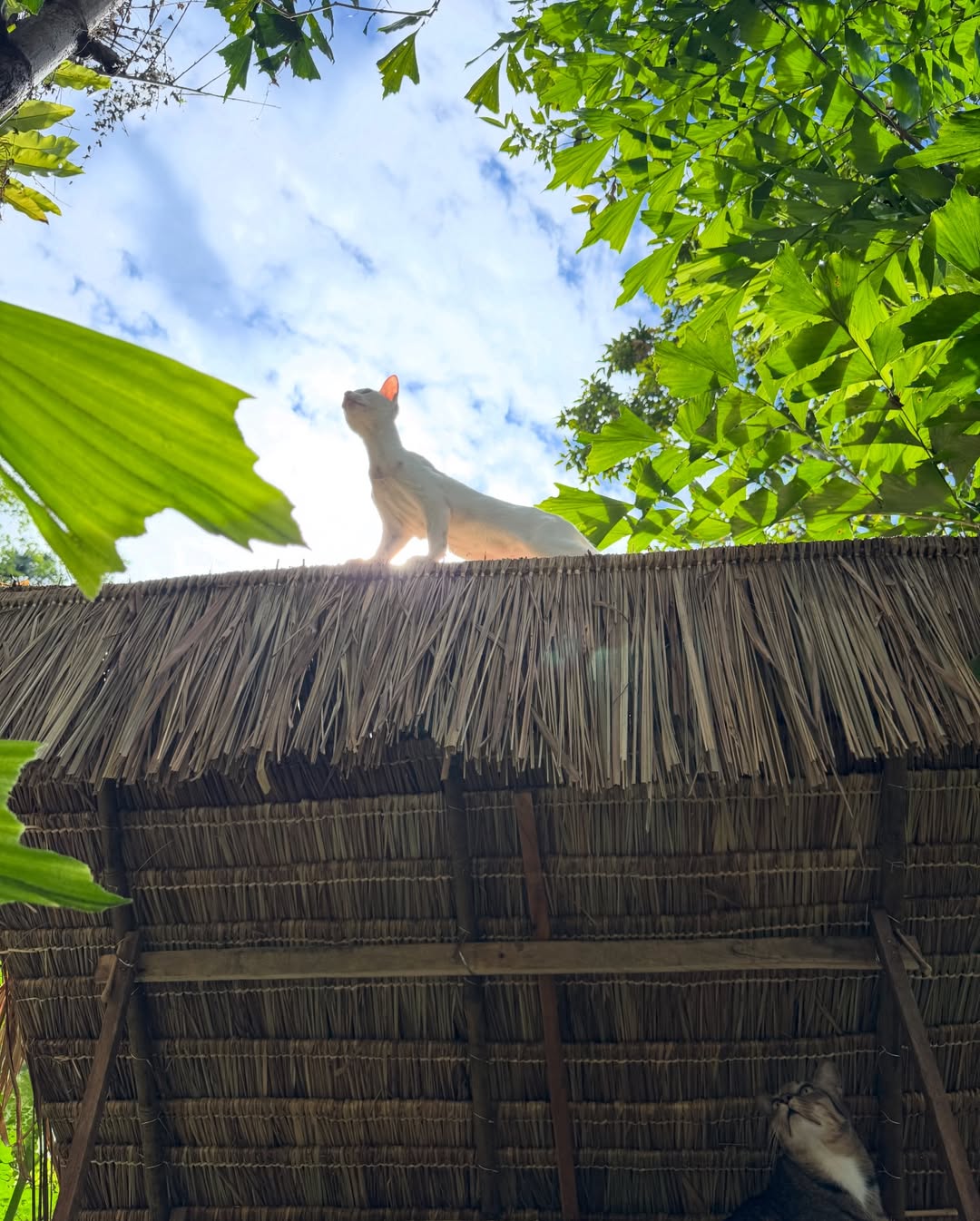 ซูซี่ - สุษิรา แอนจิลีน่า แน่นหนา