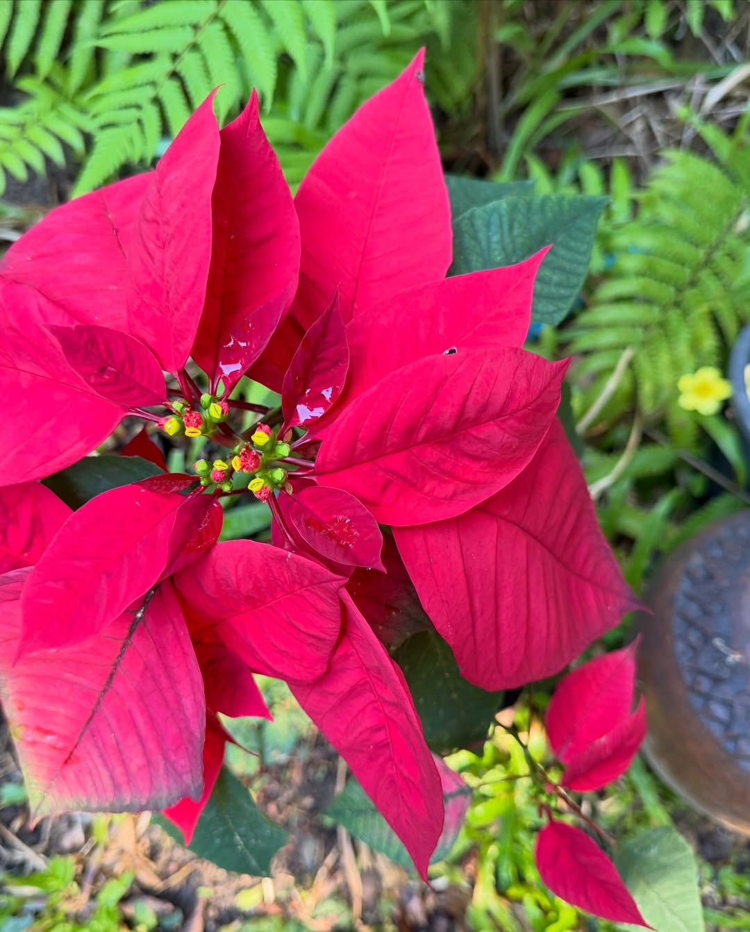 ซูซี่ - สุษิรา แอนจิลีน่า แน่นหนา