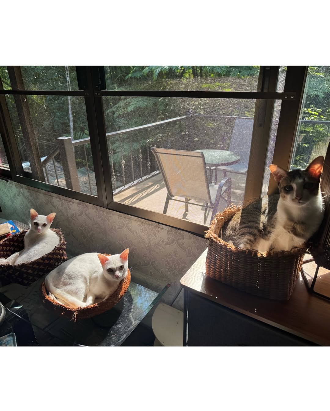 ซูซี่ - สุษิรา แอนจิลีน่า แน่นหนา