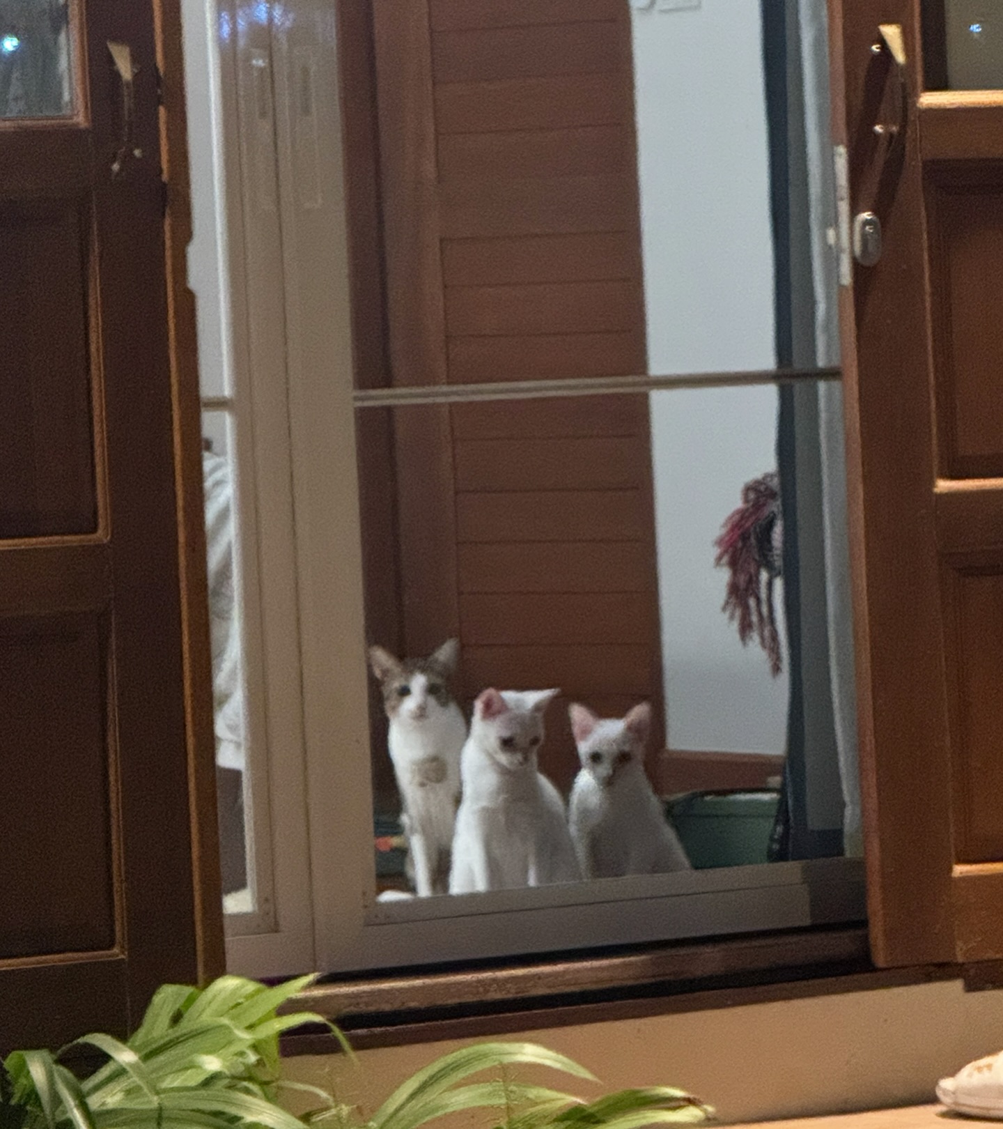 ซูซี่ - สุษิรา แอนจิลีน่า แน่นหนา