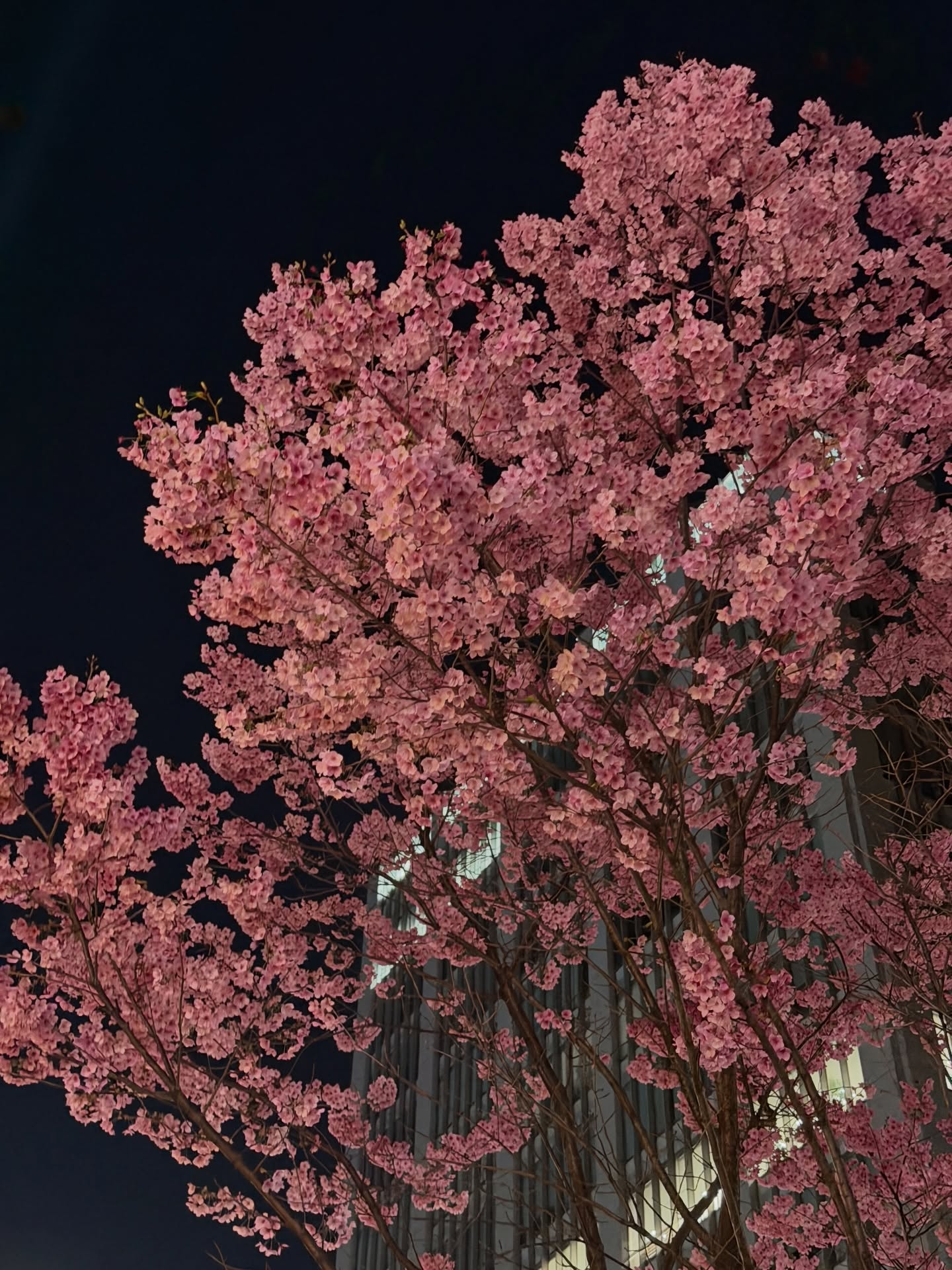 เจมส์ - ศุภมงคล วงศ์วิสุทธิ์