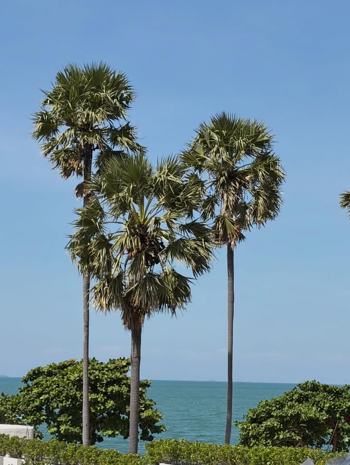 จูน - ณัณณิริณ วโรกรวัชรคุณ