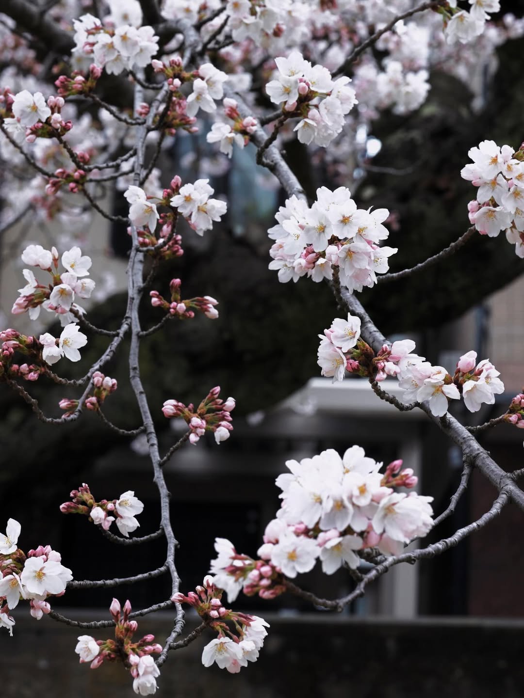 จูน - ณัณณิริณ วโรกรวัชรคุณ