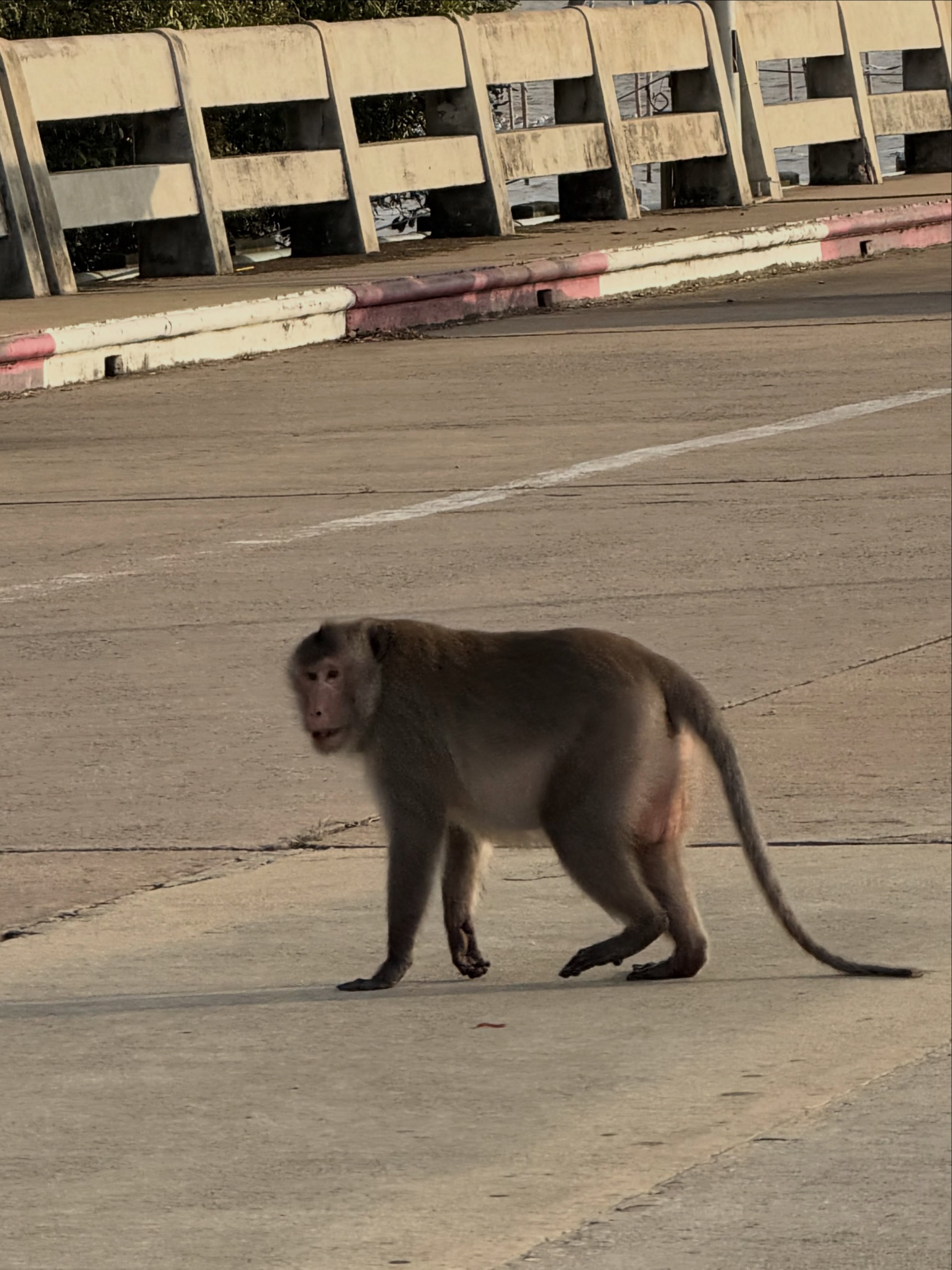 จูน - ณัณณิริณ วโรกรวัชรคุณ