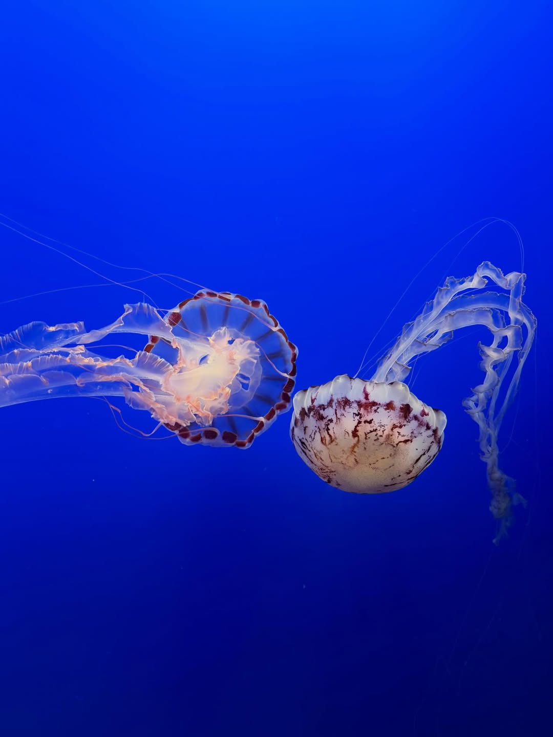 อิ๊งค์ - ภัทรานิษฐ์ วิริยะบำรุงกิจ