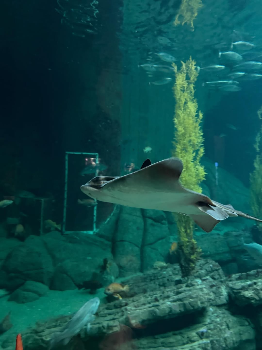 อิ๊งค์ - ภัทรานิษฐ์ วิริยะบำรุงกิจ