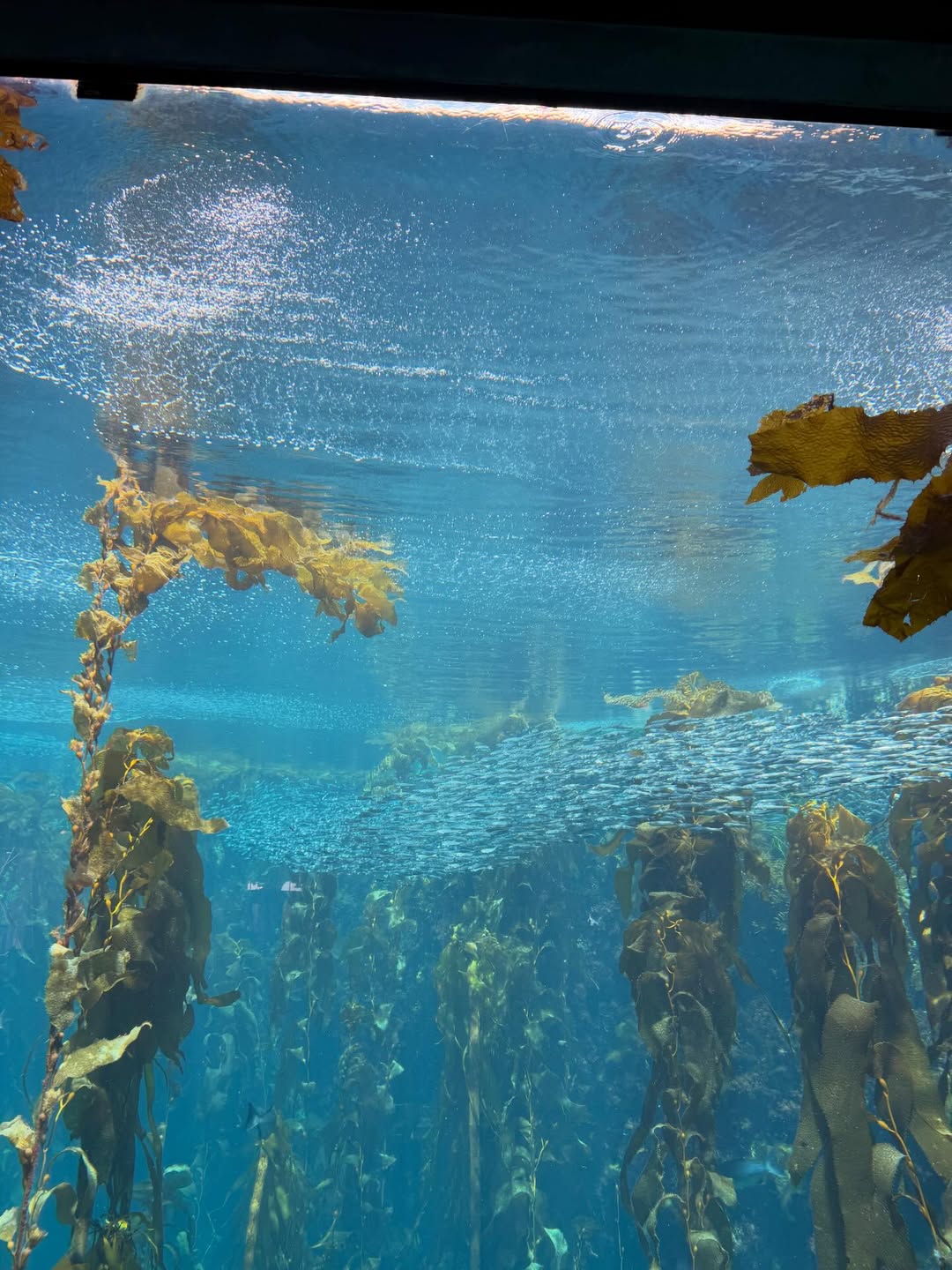 อิ๊งค์ - ภัทรานิษฐ์ วิริยะบำรุงกิจ